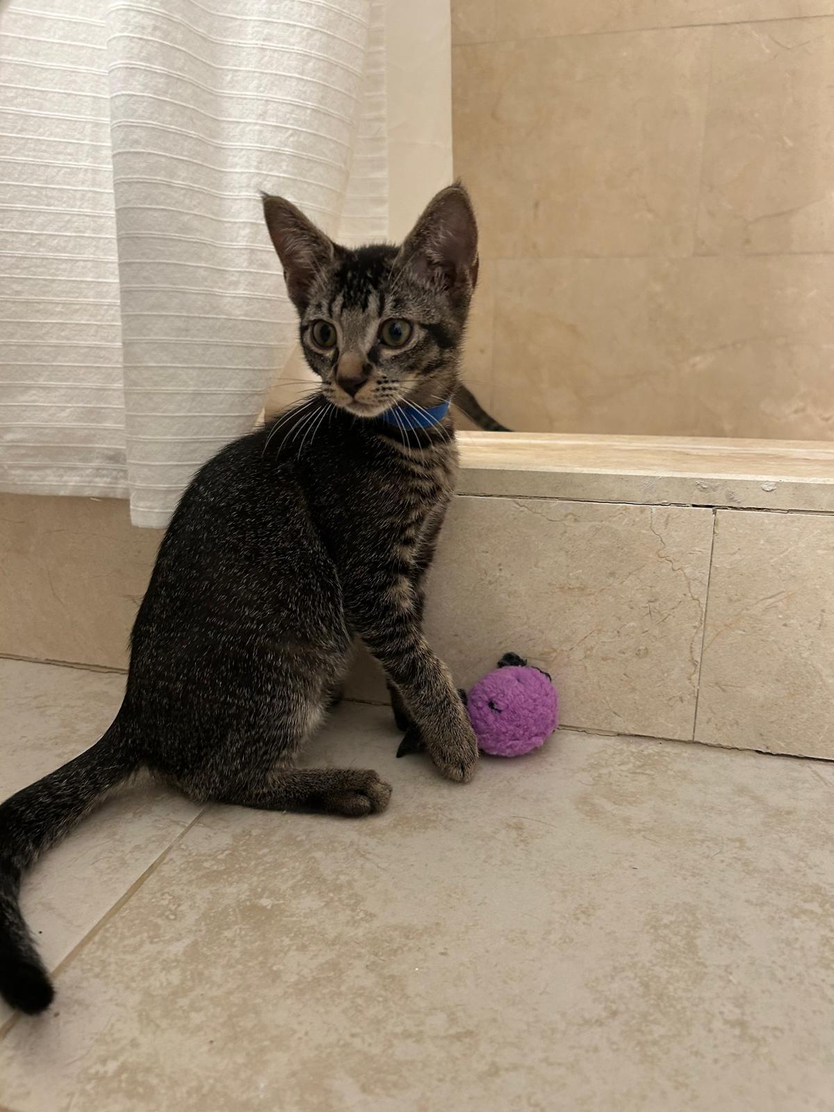 Priam, an adoptable Tabby in Miami, FL image 3/6