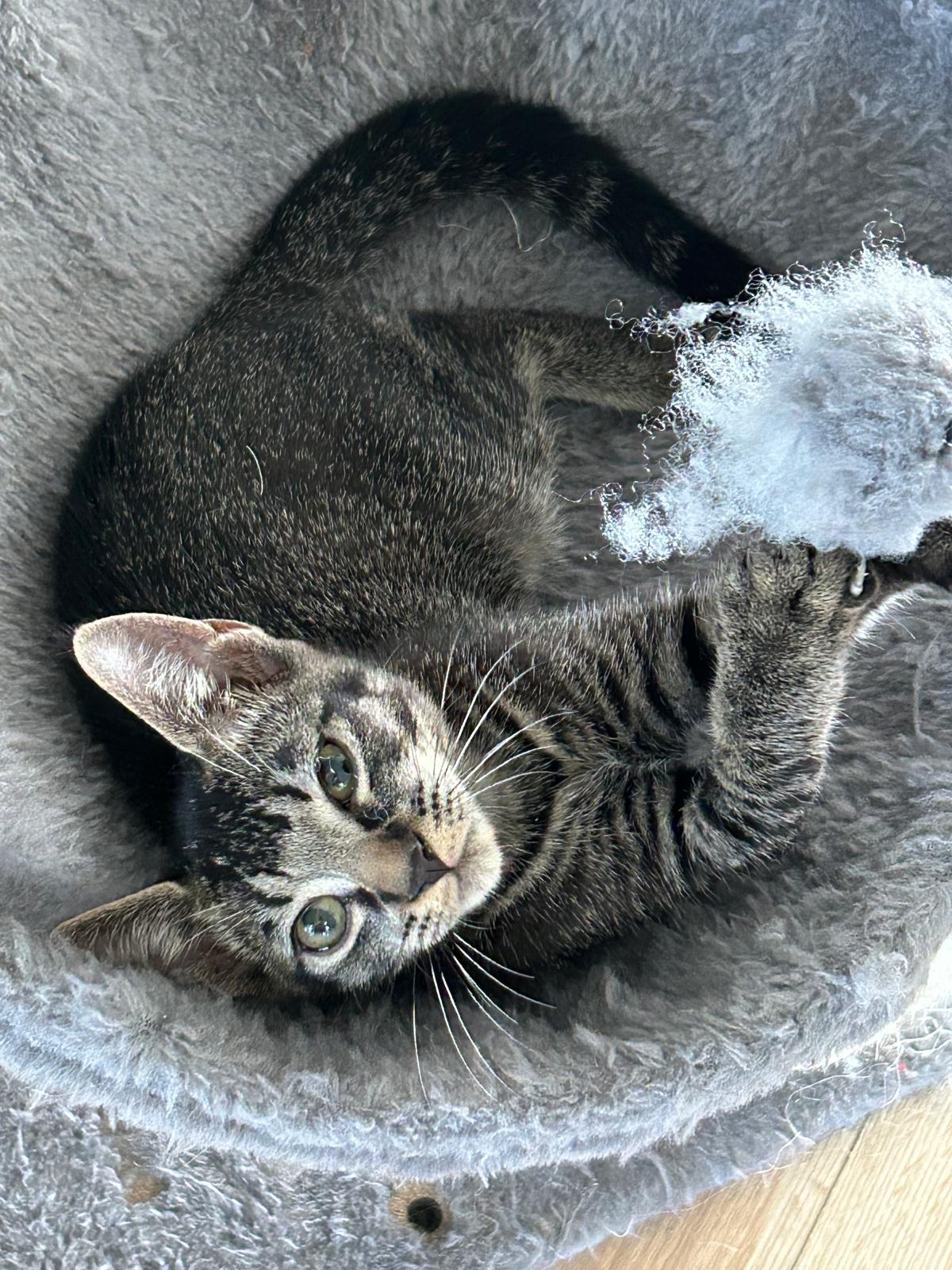 Priam, an adoptable Tabby in Miami, FL image 5/6