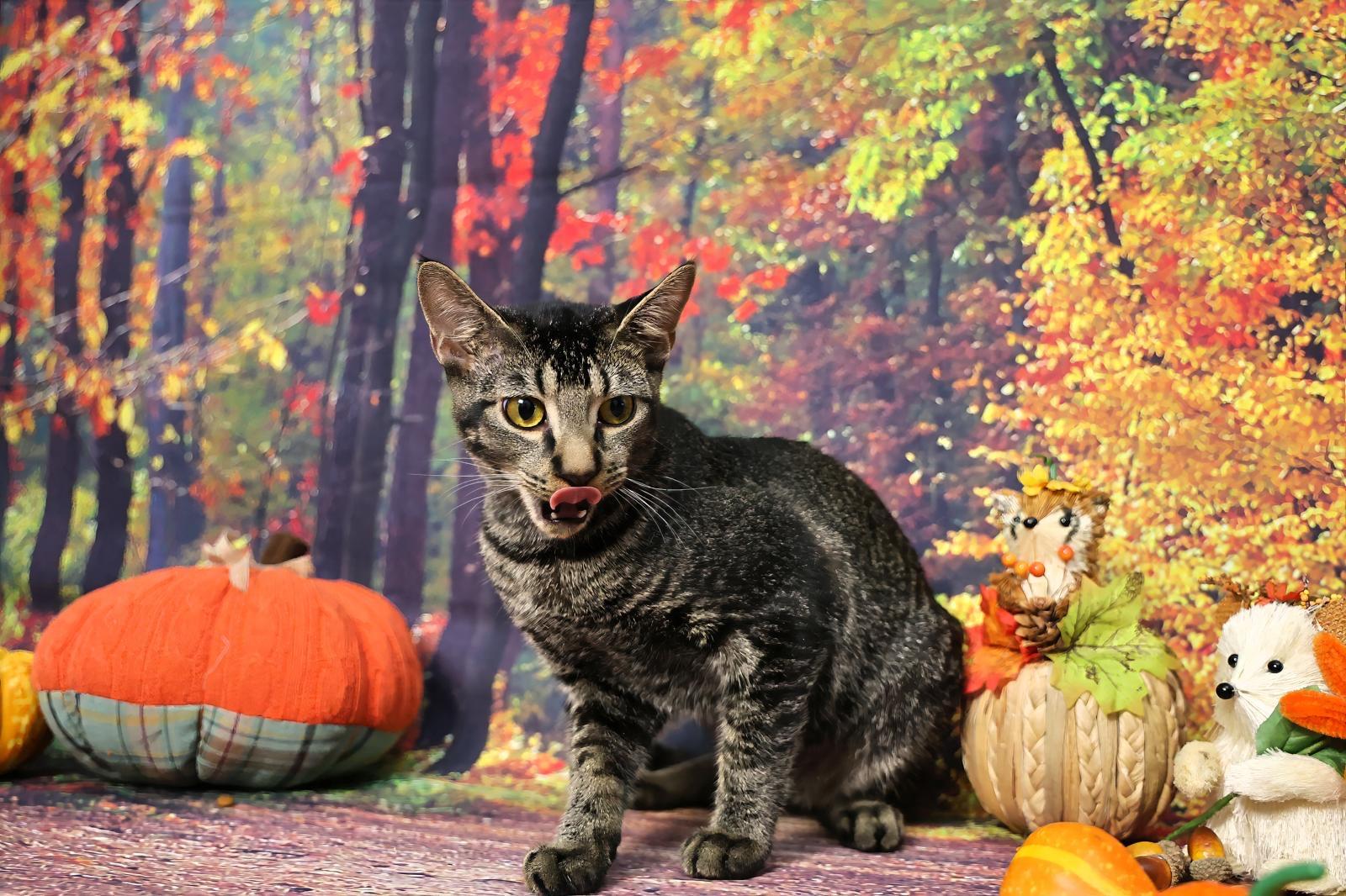 Priam, adoptable, Young Male Tabby.