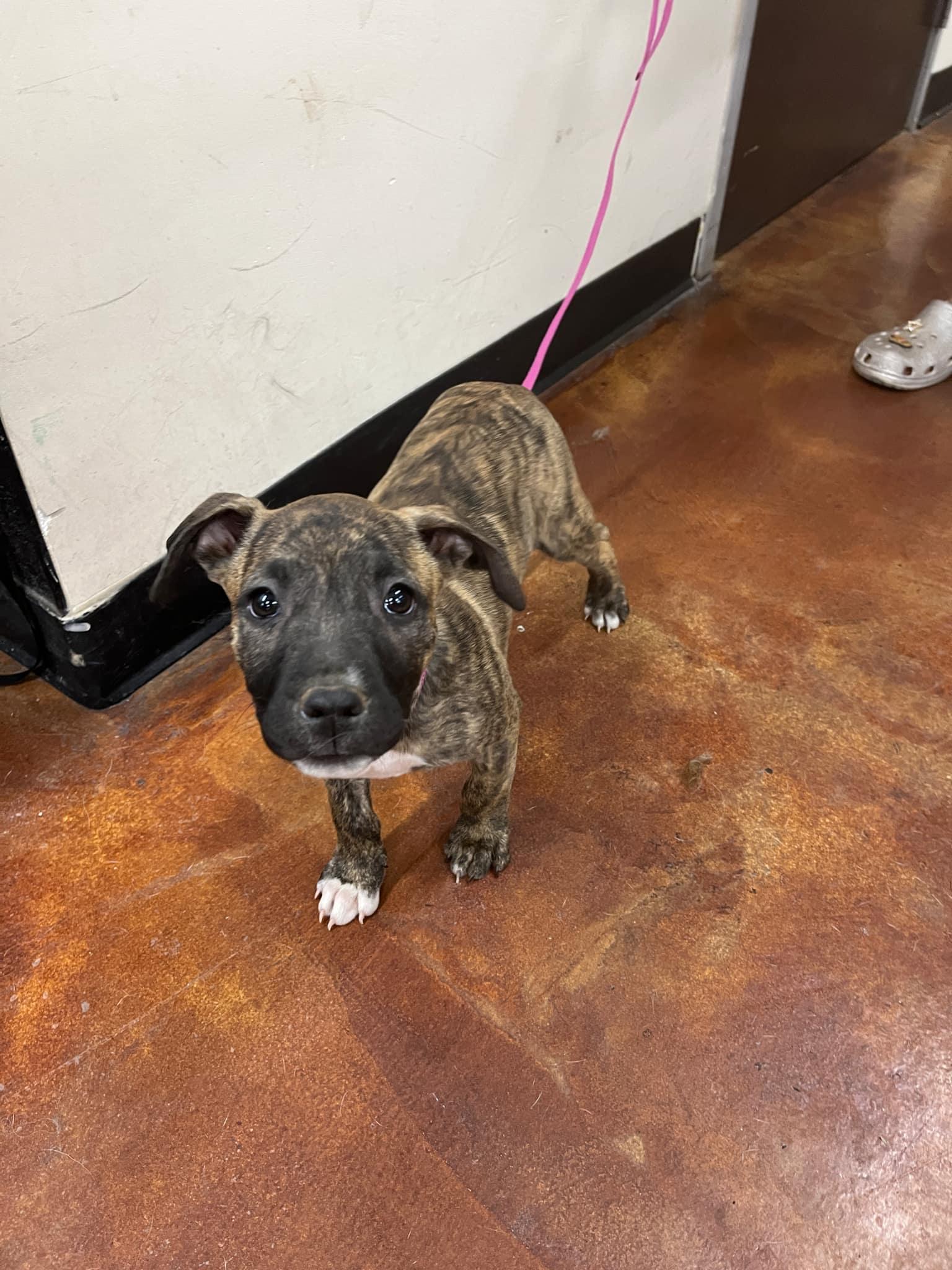 Kaylee (Hazel), Adopted, Adult Female Pit Bull Terrier.