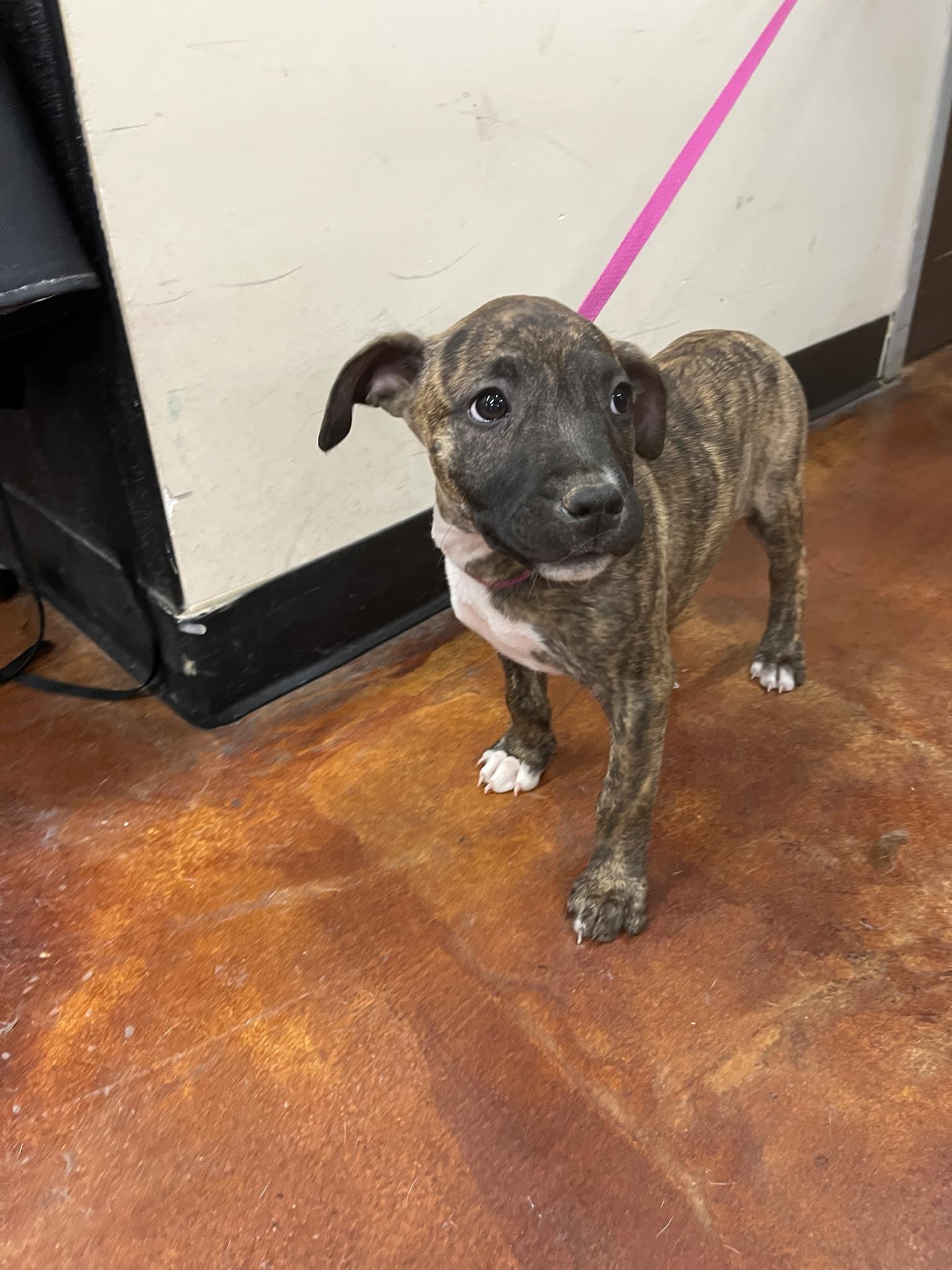 Enlarge Kaylee (Hazel), a Adopted mixed breed in Tempe, AZ image 2/3