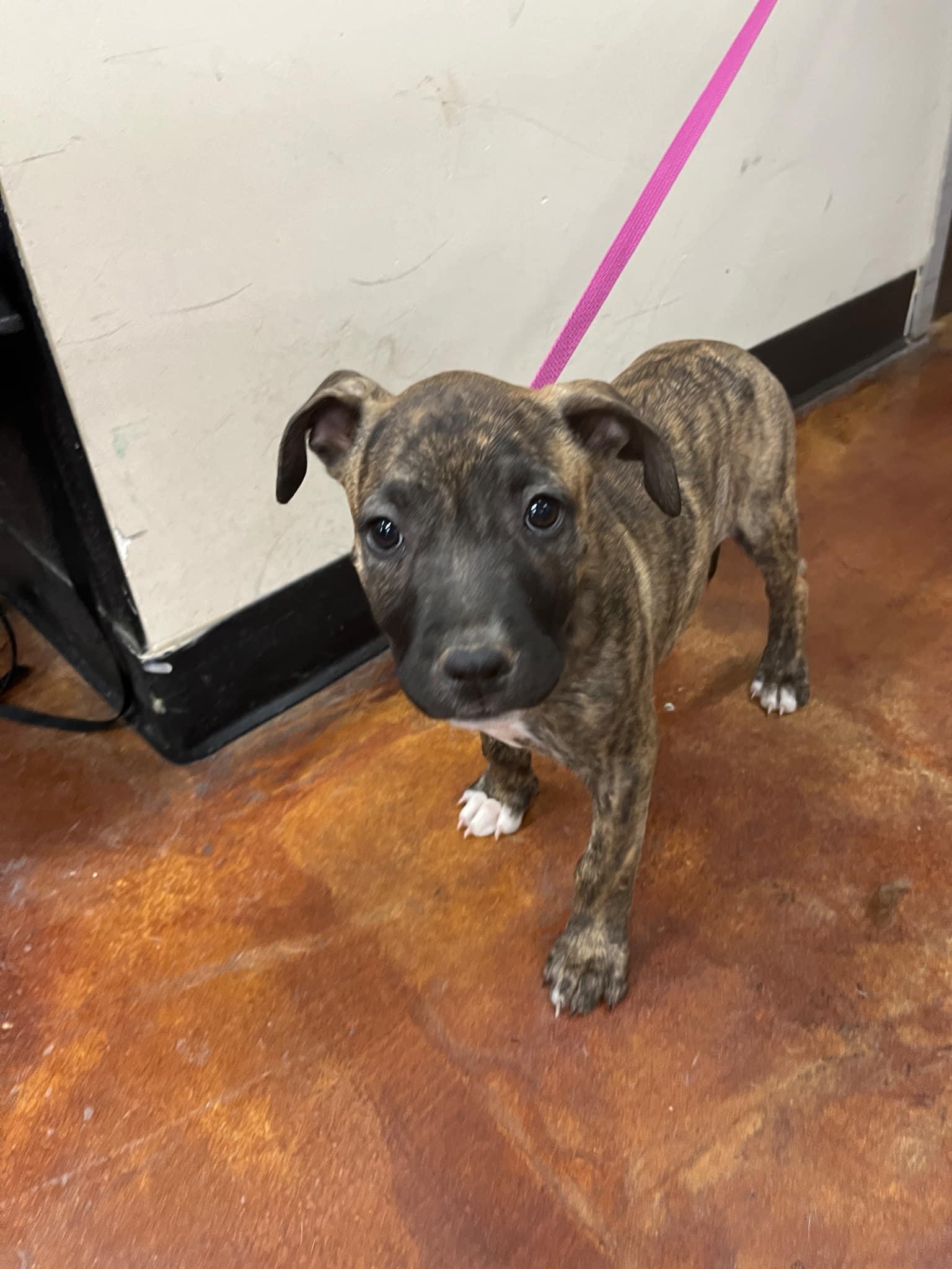 Enlarge Kaylee (Hazel), a Adopted mixed breed in Tempe, AZ image 3/3