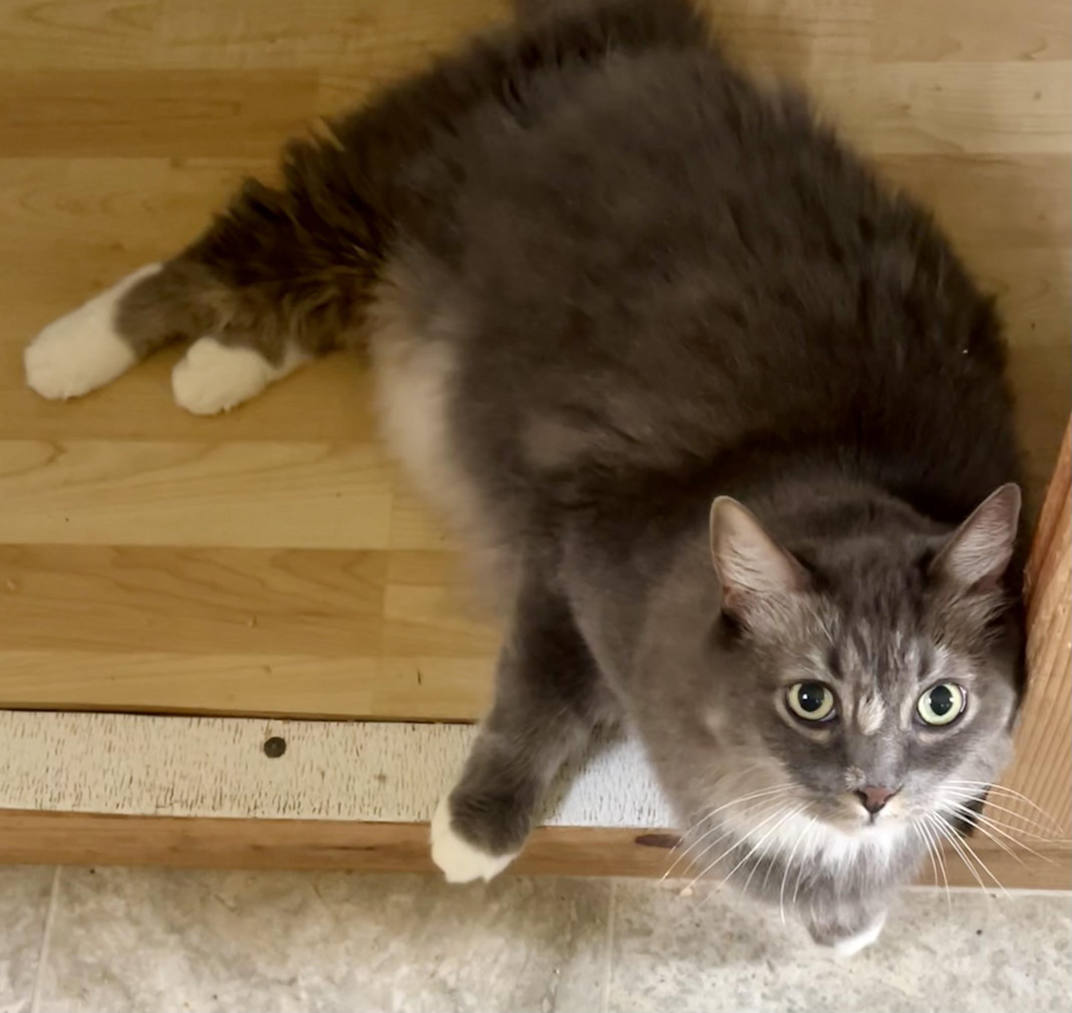Dex, an adoptable Maine Coon, Norwegian Forest Cat in Bow, WA, 98232 | Photo Image 3