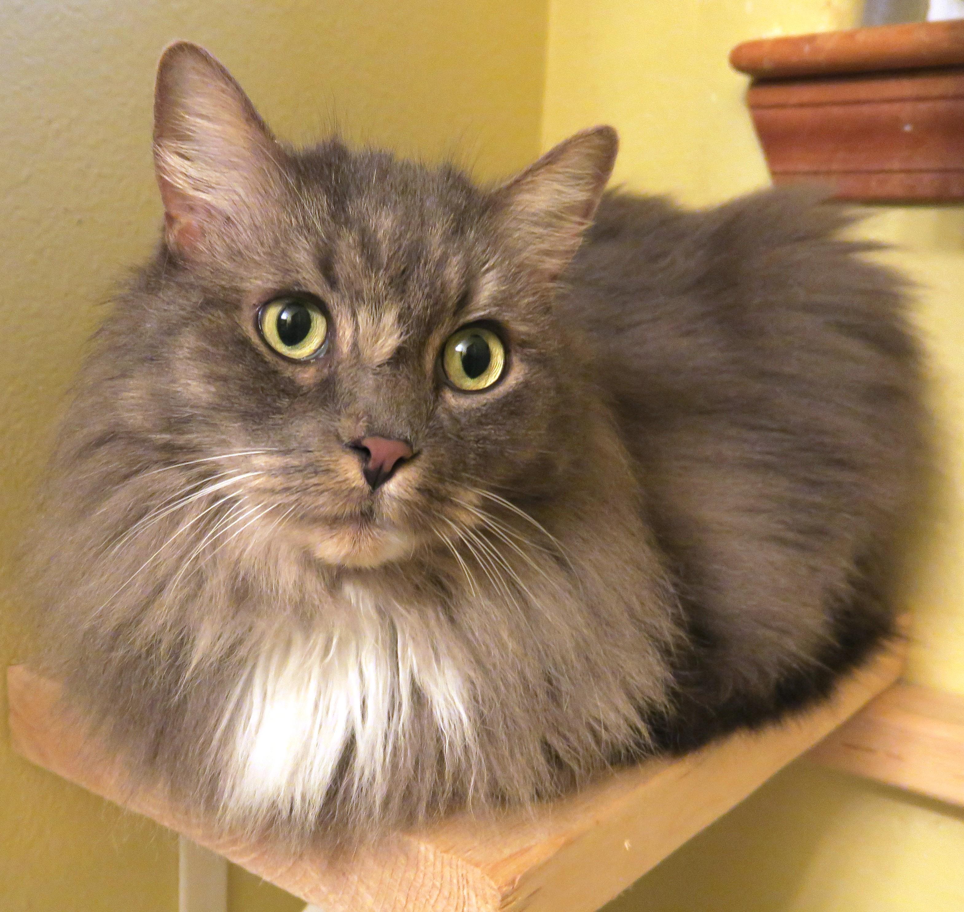 Dex, an adoptable Maine Coon, Norwegian Forest Cat in Bow, WA, 98232 | Photo Image 4