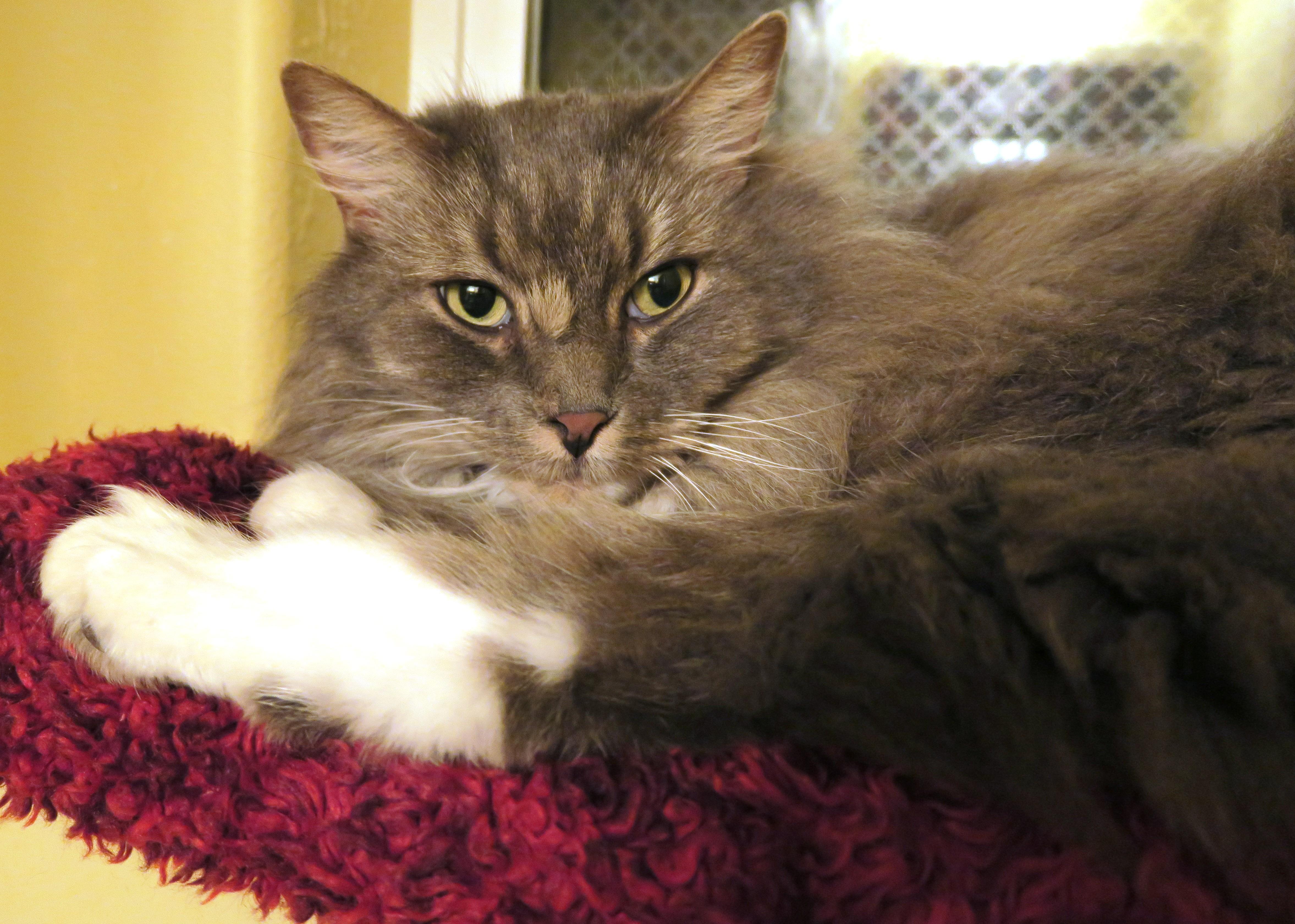 Dex, an adoptable Maine Coon, Norwegian Forest Cat in Bow, WA, 98232 | Photo Image 1