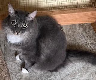 Dex, an adoptable Maine Coon, Norwegian Forest Cat in Bow, WA, 98232 | Photo Image 2