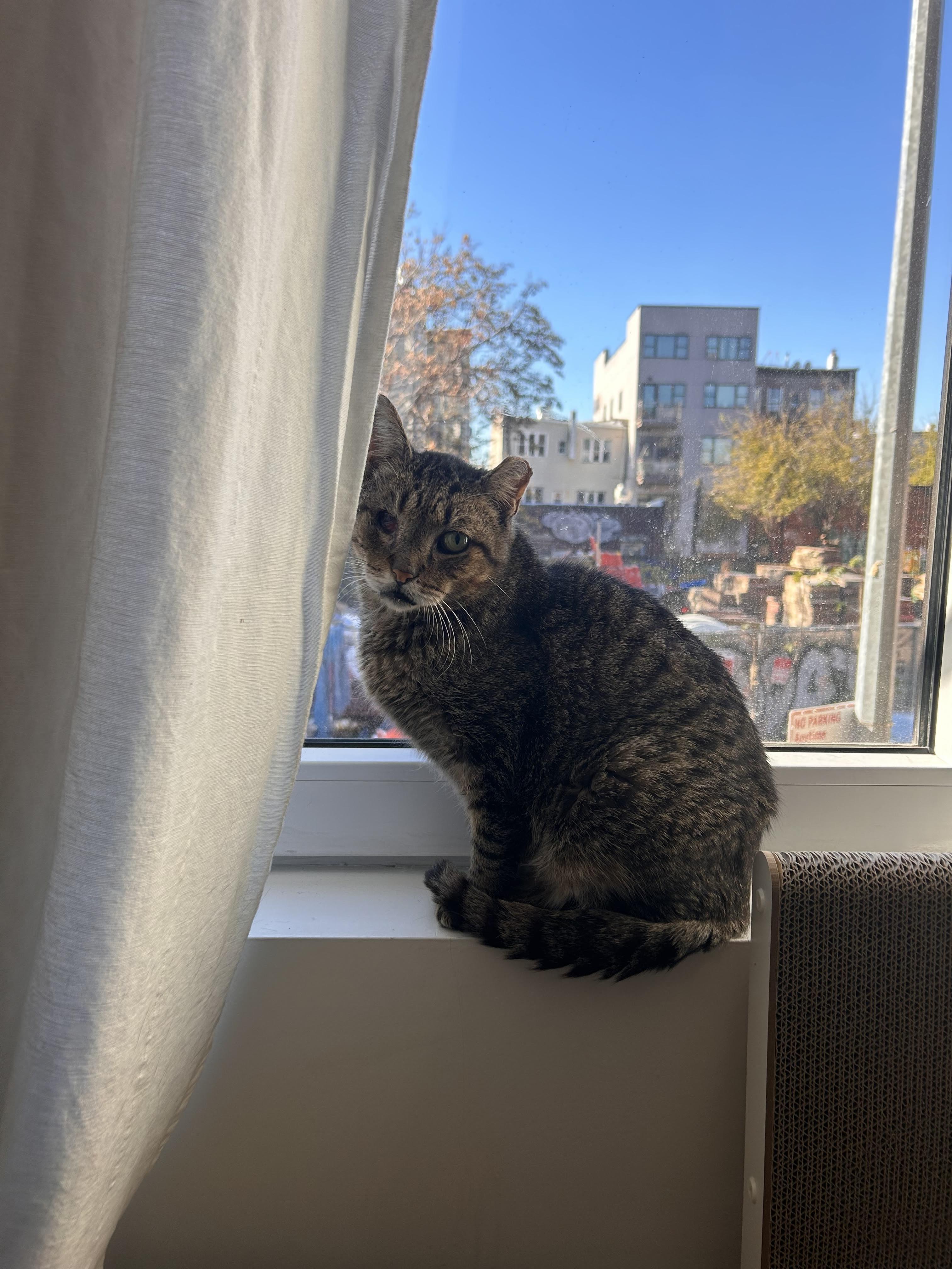 Enlarge Willie One Eye, a Adoptable American Shorthair in Brooklyn, NY image 2/6