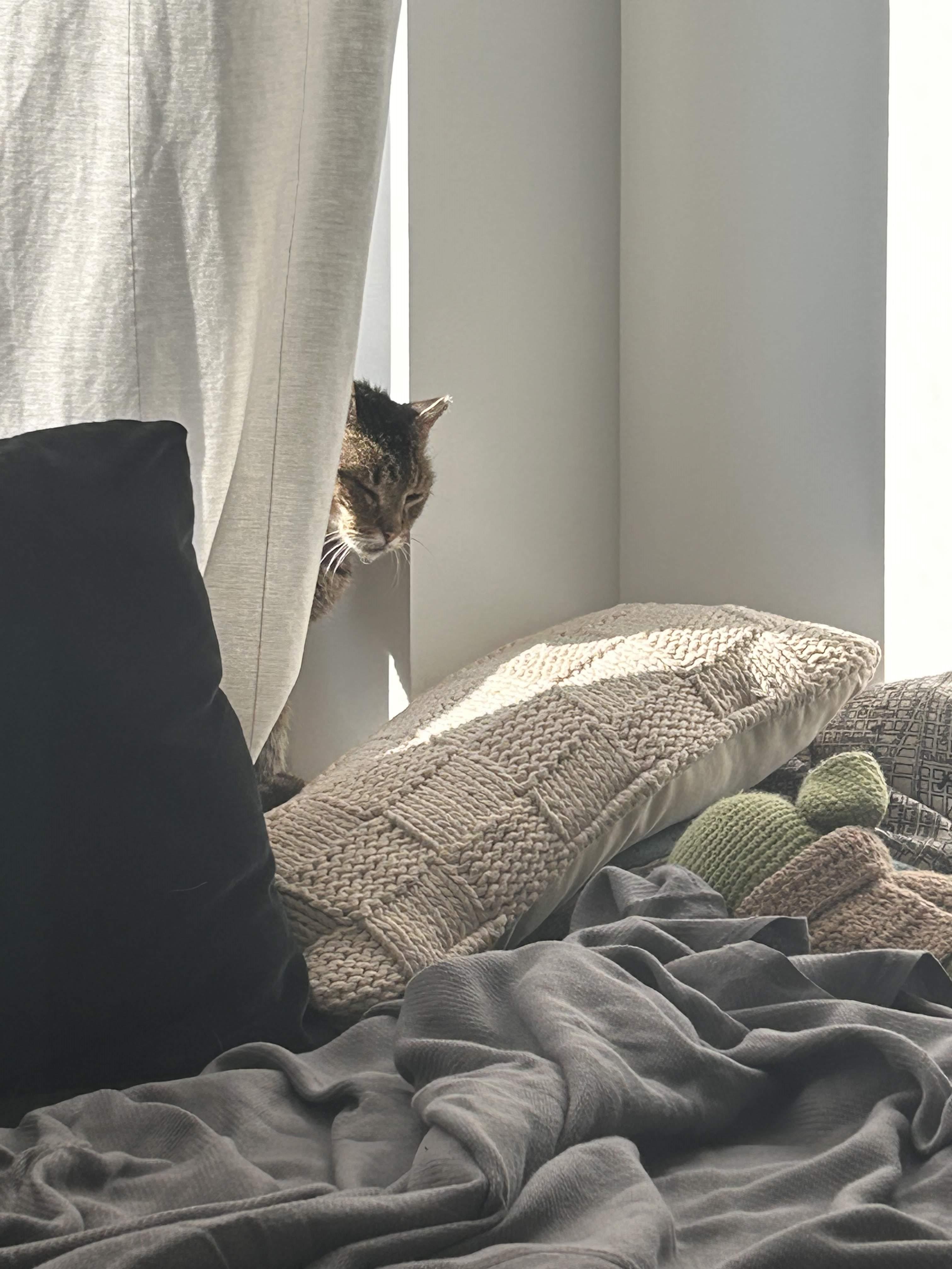 Enlarge Willie One Eye, a Adoptable American Shorthair in Brooklyn, NY image 3/6