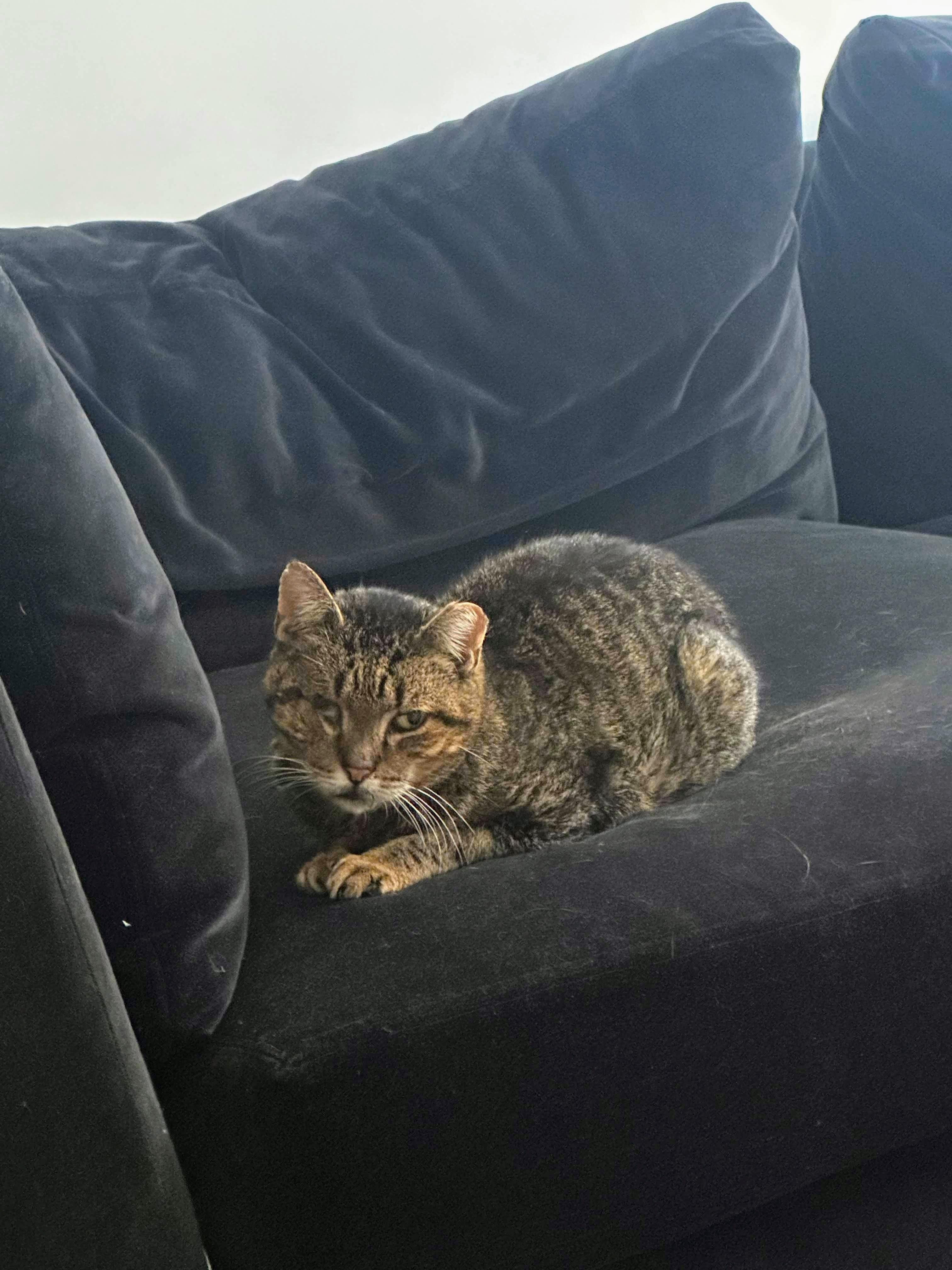 Willie One Eye thumbnail 4