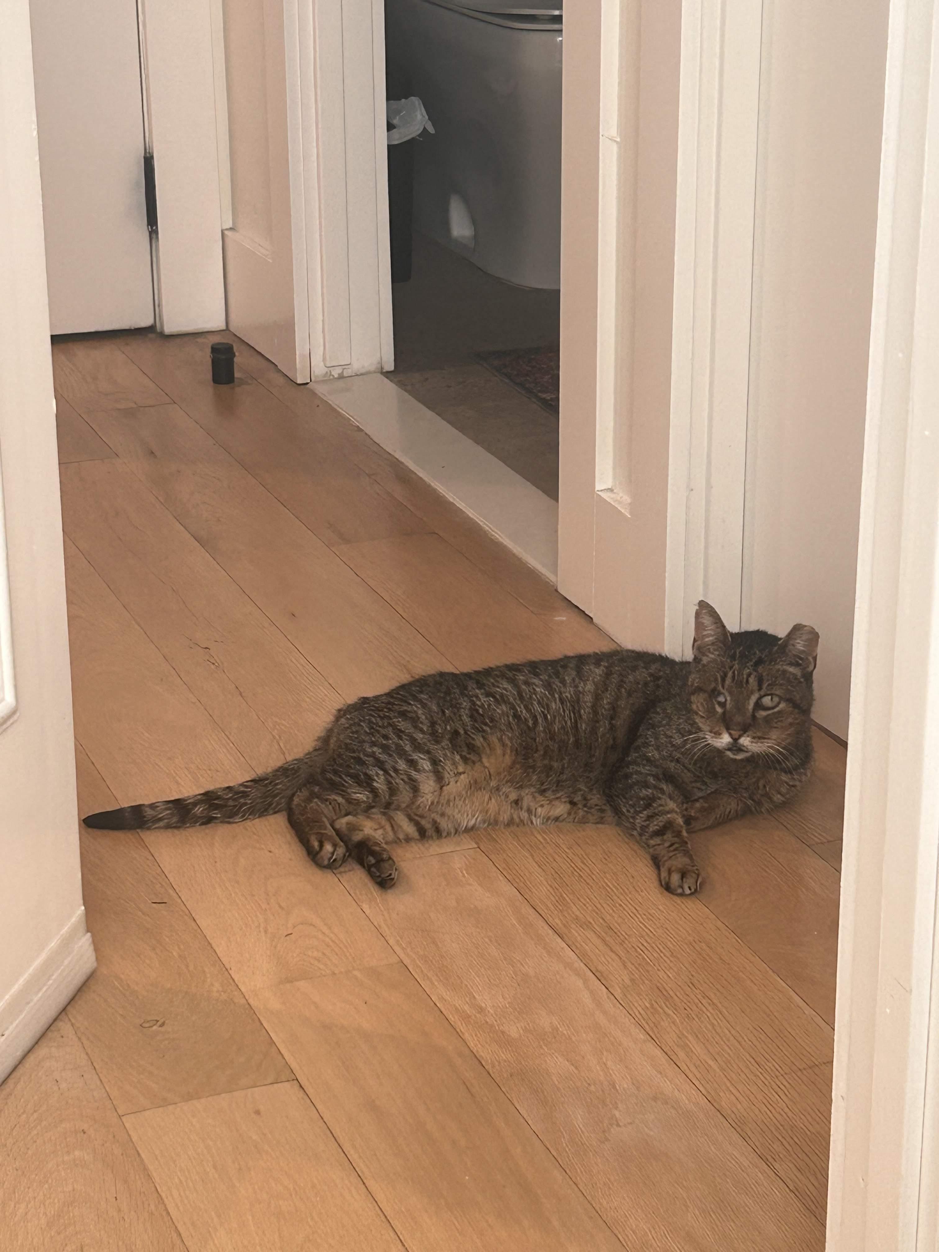 Enlarge Willie One Eye, a Adoptable American Shorthair in Brooklyn, NY image 5/6