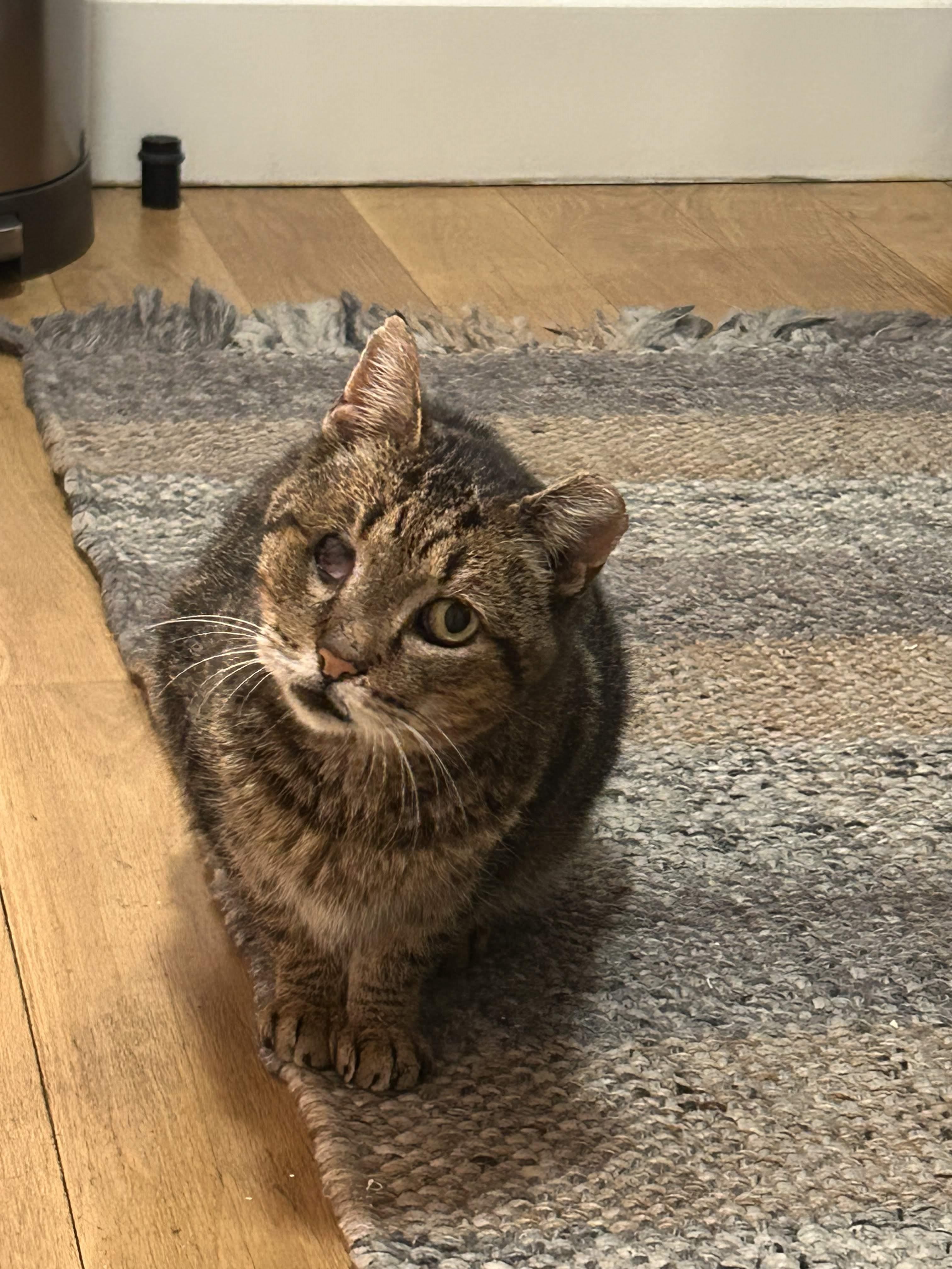 Enlarge Willie One Eye, a Adoptable American Shorthair in Brooklyn, NY image 1/6