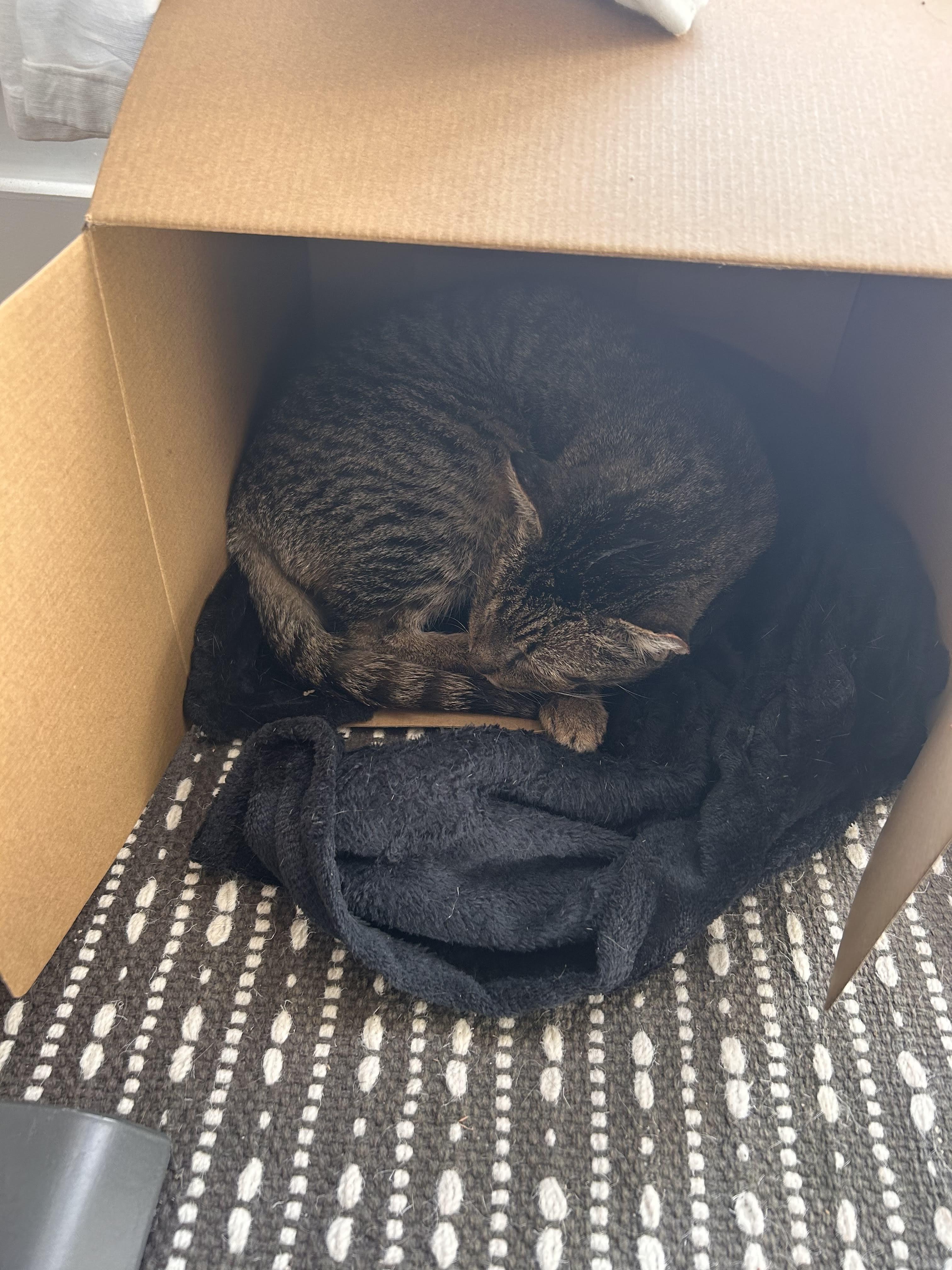 Willie One Eye thumbnail 6