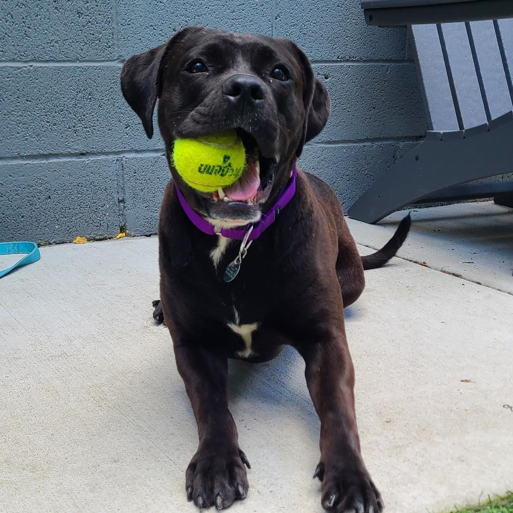 Enlarge Elphie (& Galinda) - Bonded Pair, a Adoptable Mixed Breed in Oak Park, IL image 1/6