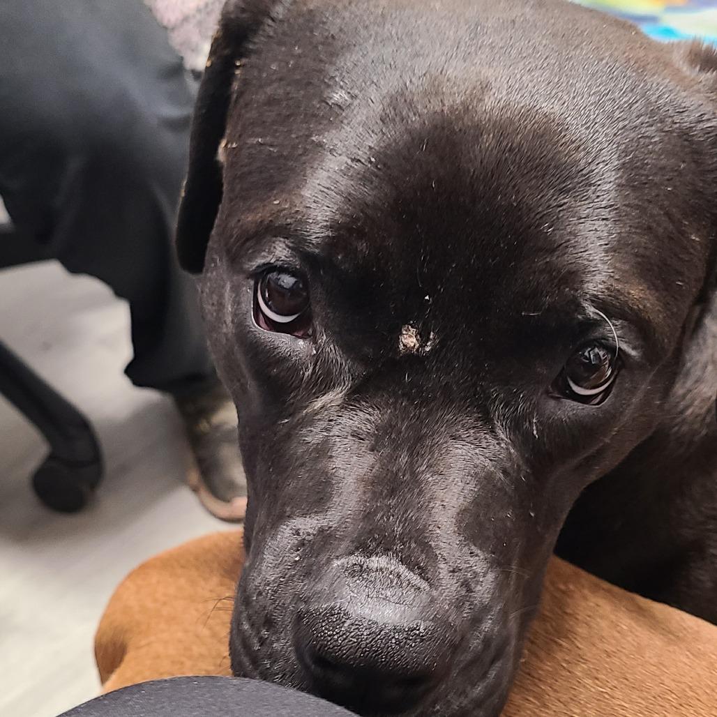 Enlarge Elphie (& Galinda) - Bonded Pair, a Adoptable Mixed Breed in Oak Park, IL image 2/6