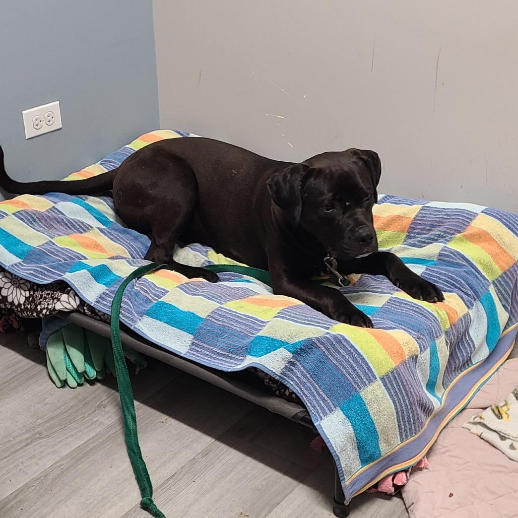 Enlarge Elphie (& Galinda) - Bonded Pair, a Adoptable Mixed Breed in Oak Park, IL image 4/6