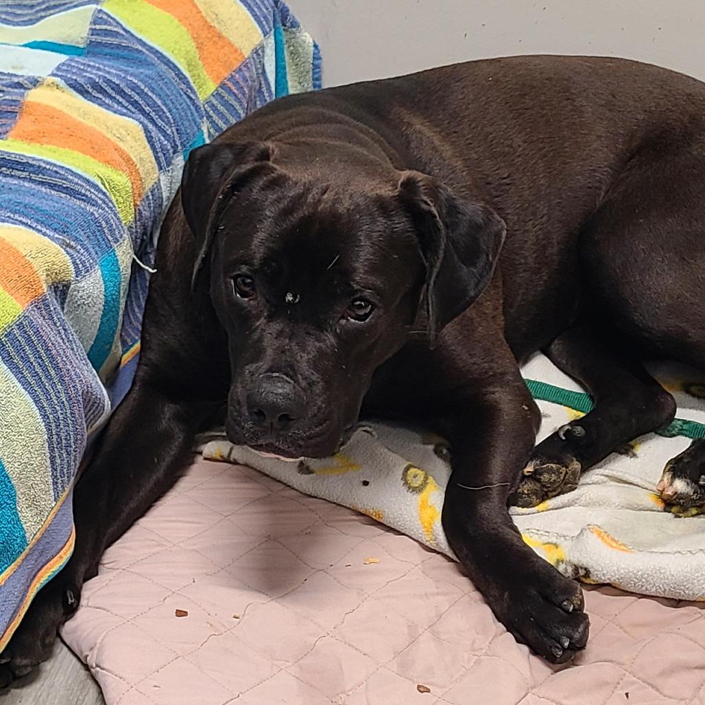 Enlarge Elphie (& Galinda) - Bonded Pair, a Adoptable Mixed Breed in Oak Park, IL image 5/6