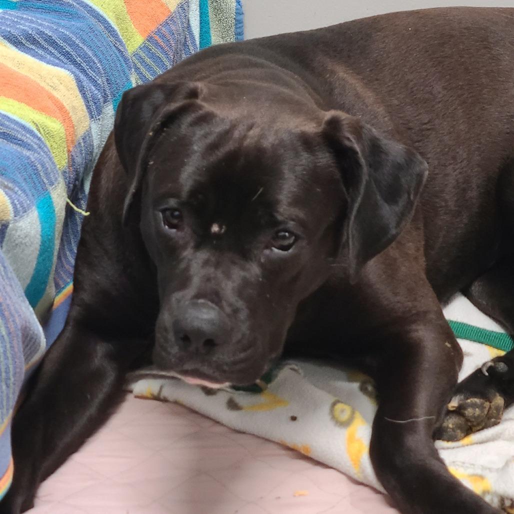Enlarge Elphie (& Galinda) - Bonded Pair, a Adoptable Mixed Breed in Oak Park, IL image 6/6