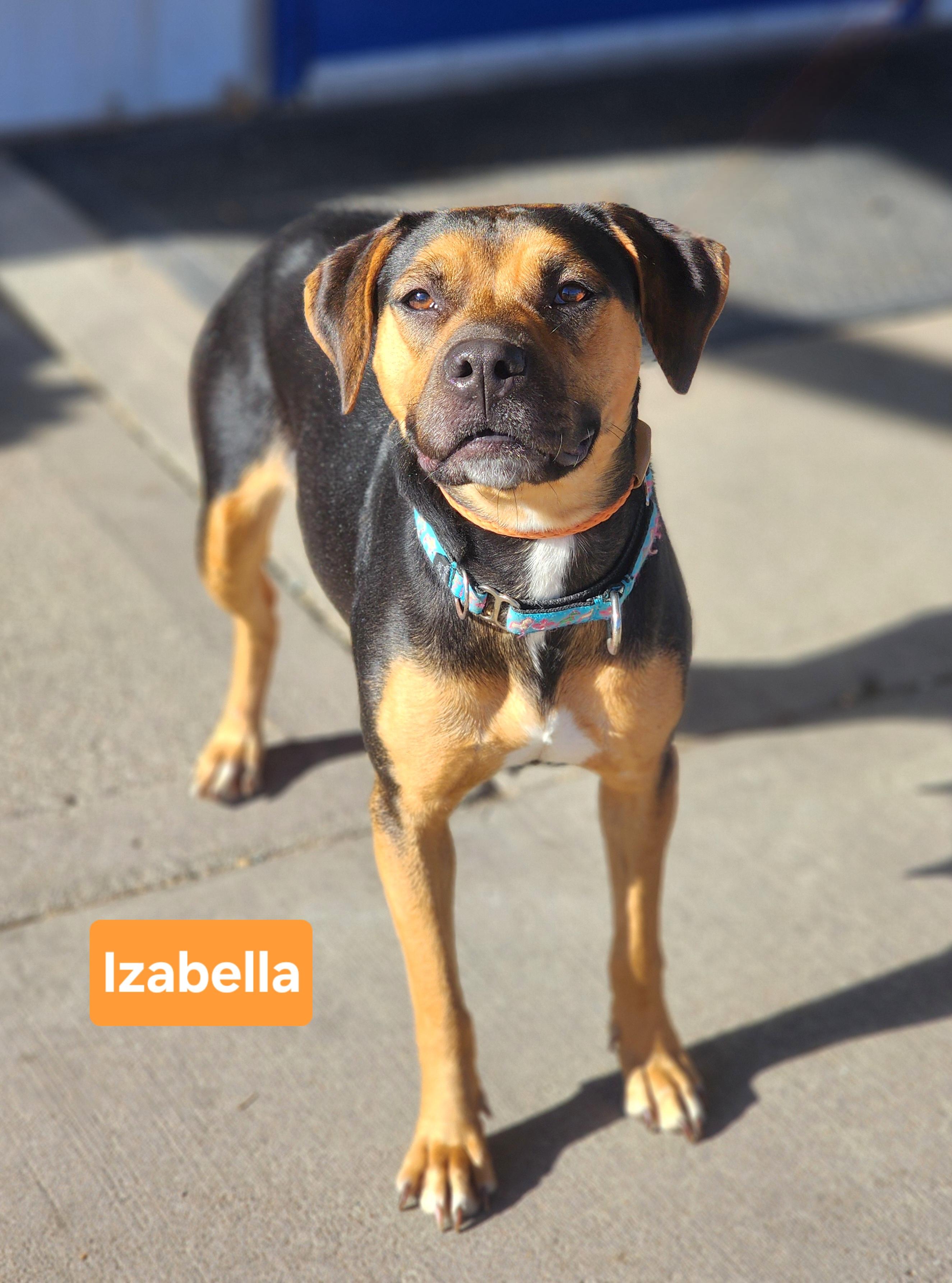 Izabella, adopted, Adult Female Hound.