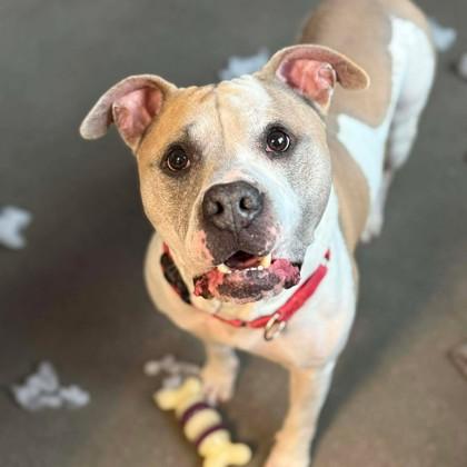 Dillinger, Adoptable, Adult Male Mixed Breed & Mixed Breed.