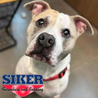 Dillinger, a Adoptable mixed breed in Janesville, WI image 1/3