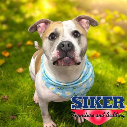 Enlarge Dillinger, a Adoptable mixed breed in Janesville, WI image 2/3