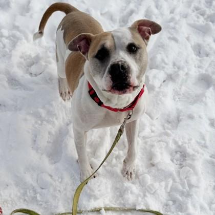 Dillinger, a Adoptable mixed breed in Janesville, WI image 2/3