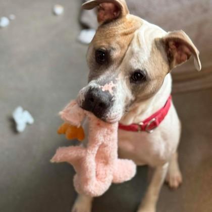 Enlarge Dillinger, a Adoptable mixed breed in Janesville, WI image 3/3