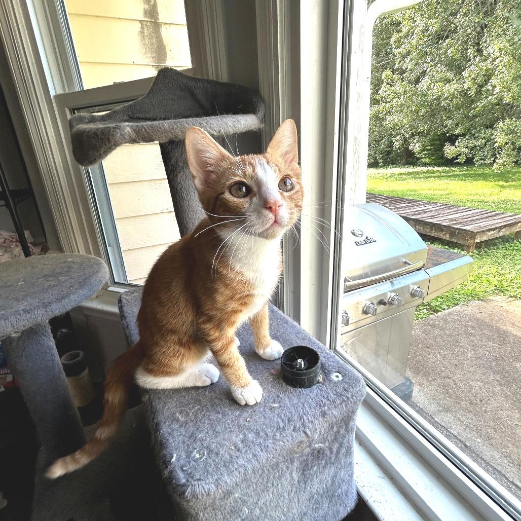 Cumin, Adoptable, Kitten Male Domestic Short Hair.