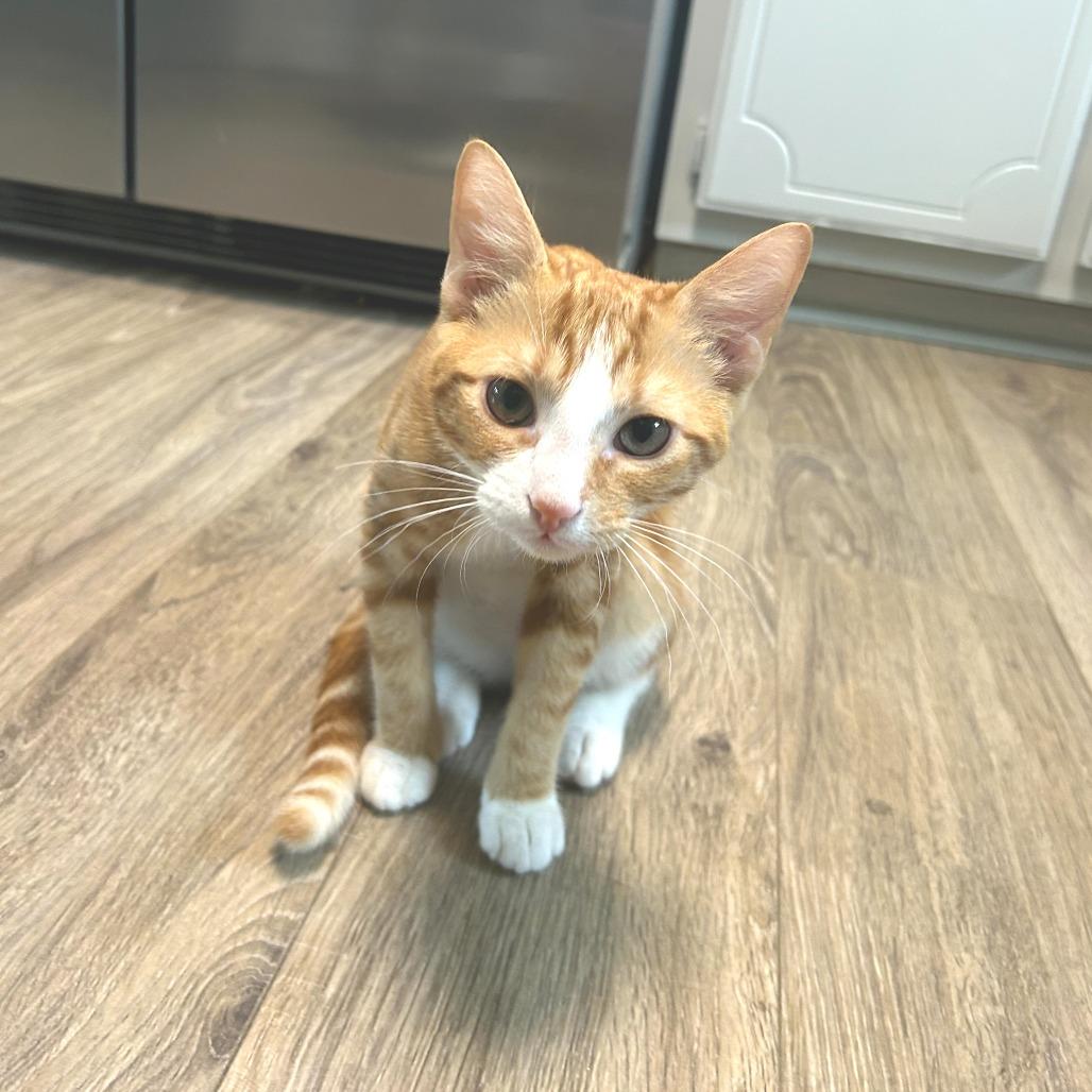 Enlarge Cumin, a Adoptable Domestic Short Hair in Huntsville, AL image 2/5
