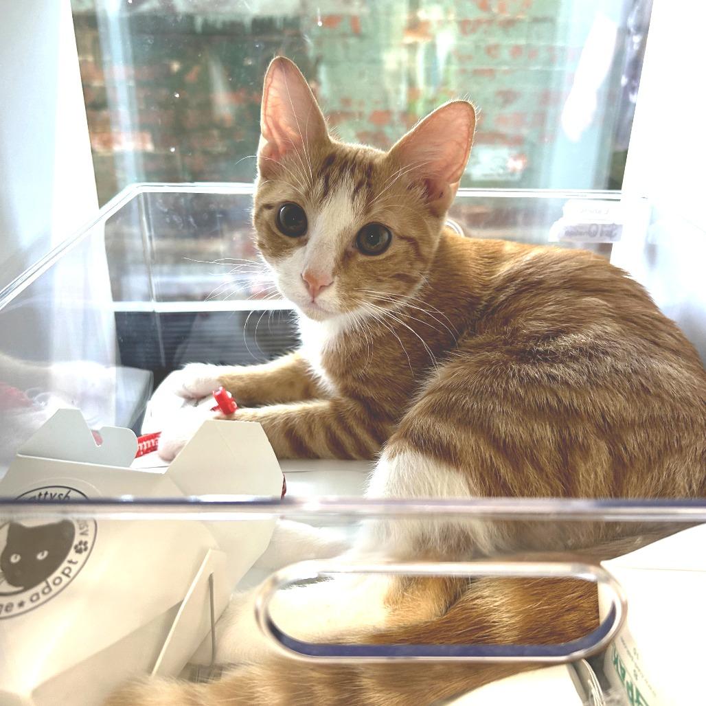 Enlarge Cumin, a Adoptable Domestic Short Hair in Huntsville, AL image 3/5