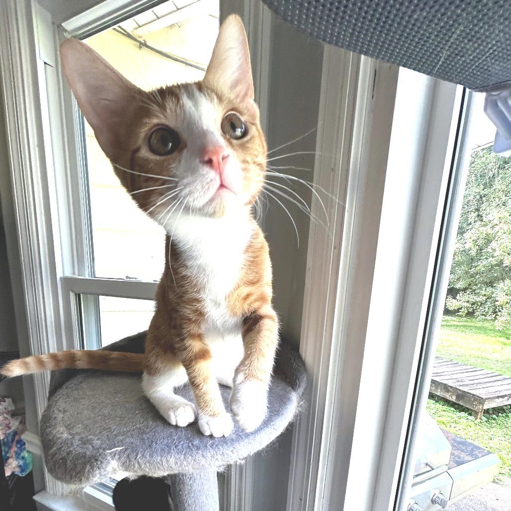 Enlarge Cumin, a Adoptable Domestic Short Hair in Huntsville, AL image 4/5