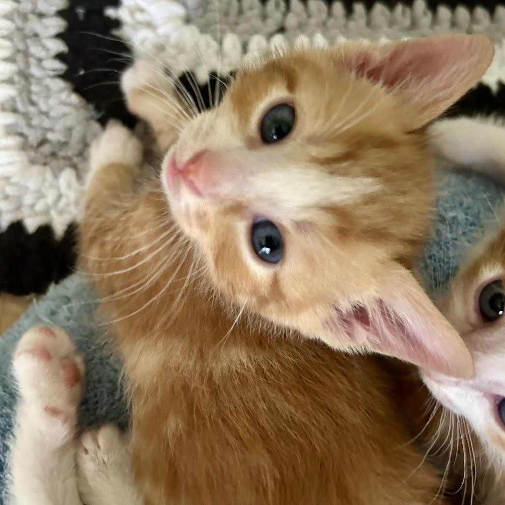 Cumin, Adoptable, Kitten Male Domestic Short Hair.
