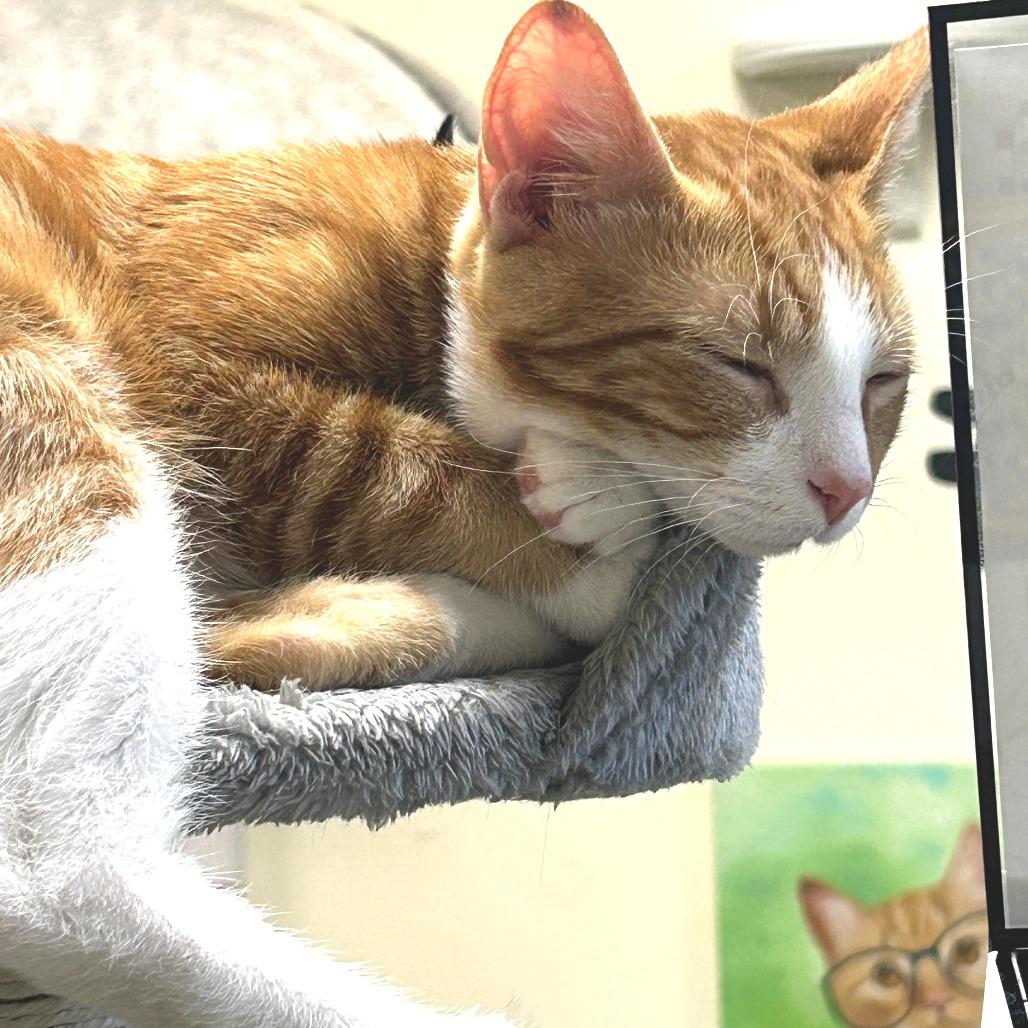 Enlarge Cumin, a Adoptable Domestic Short Hair in Huntsville, AL image 5/5