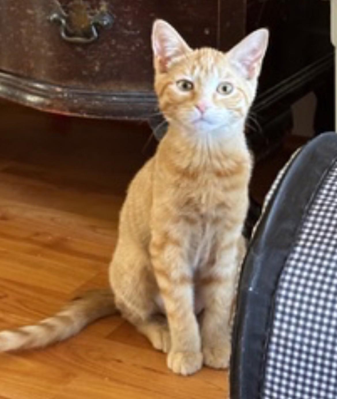 Poppy Sue, Adoptable, Young Female Domestic Short Hair.