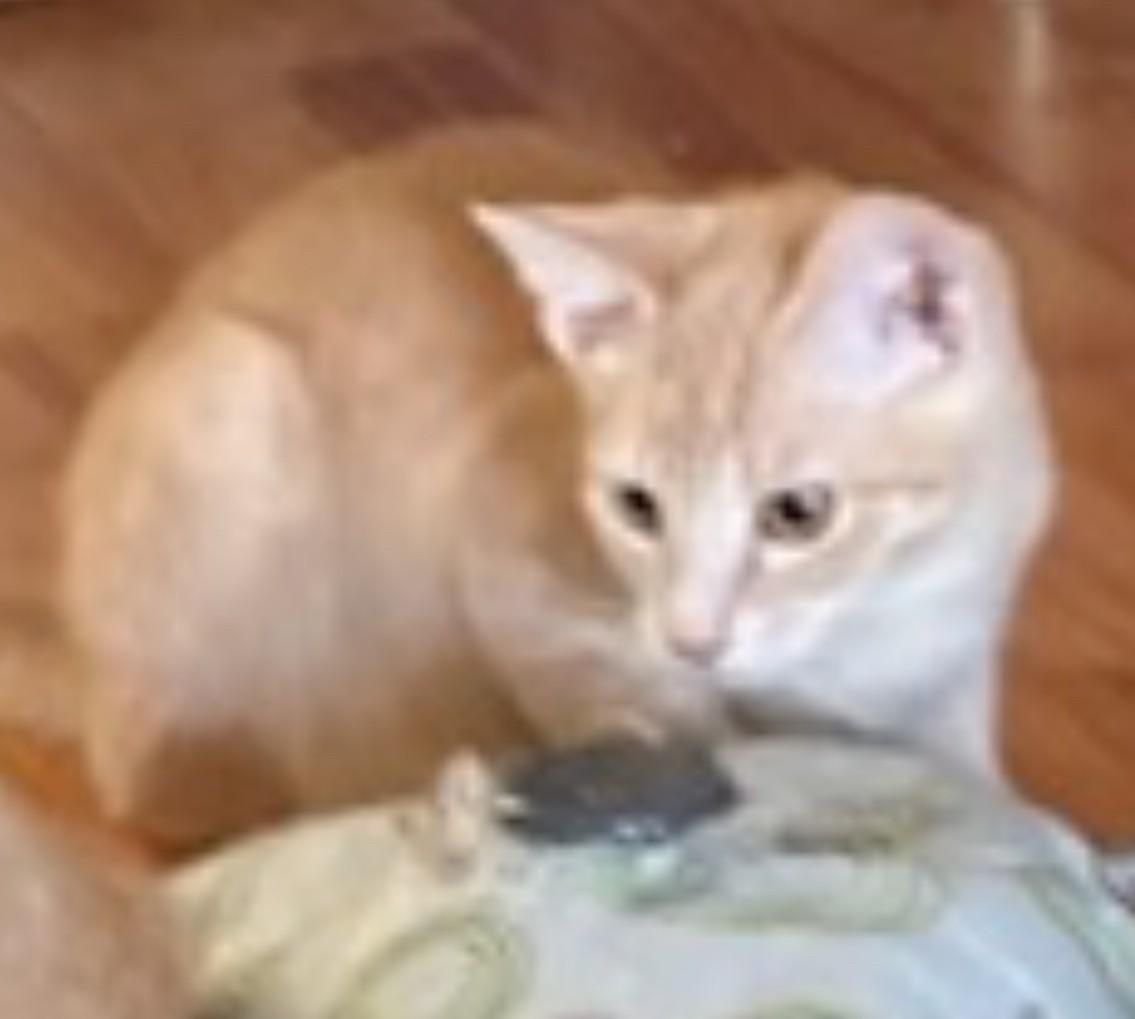 Poppy Sue, a Adoptable Domestic Short Hair in Silverton, OR image 2/5