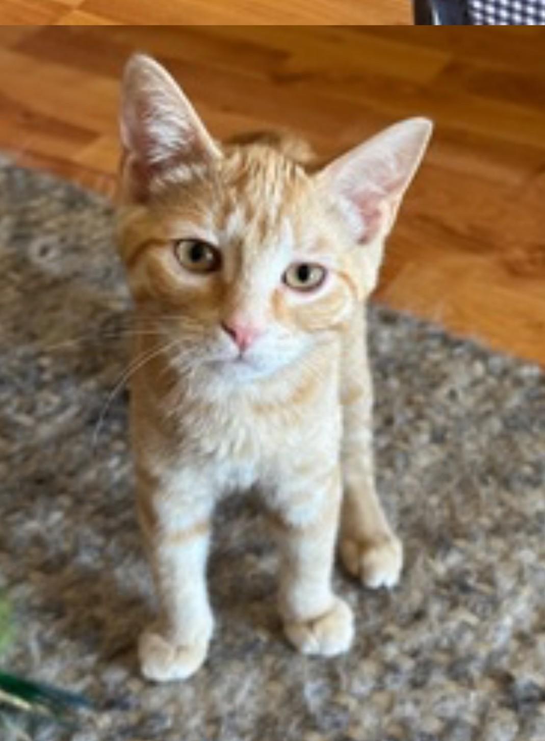 Poppy Sue, a Adoptable Domestic Short Hair in Silverton, OR image 3/5