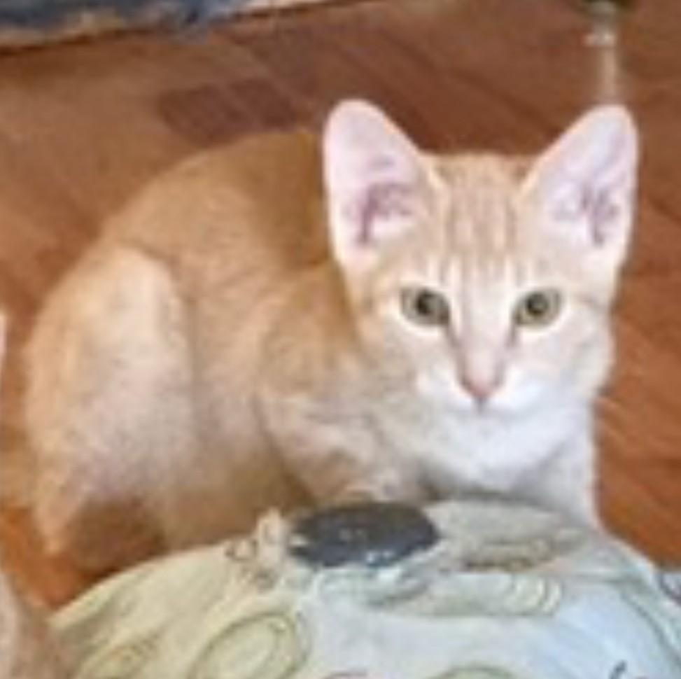 Poppy Sue, a Adoptable Domestic Short Hair in Silverton, OR image 4/5