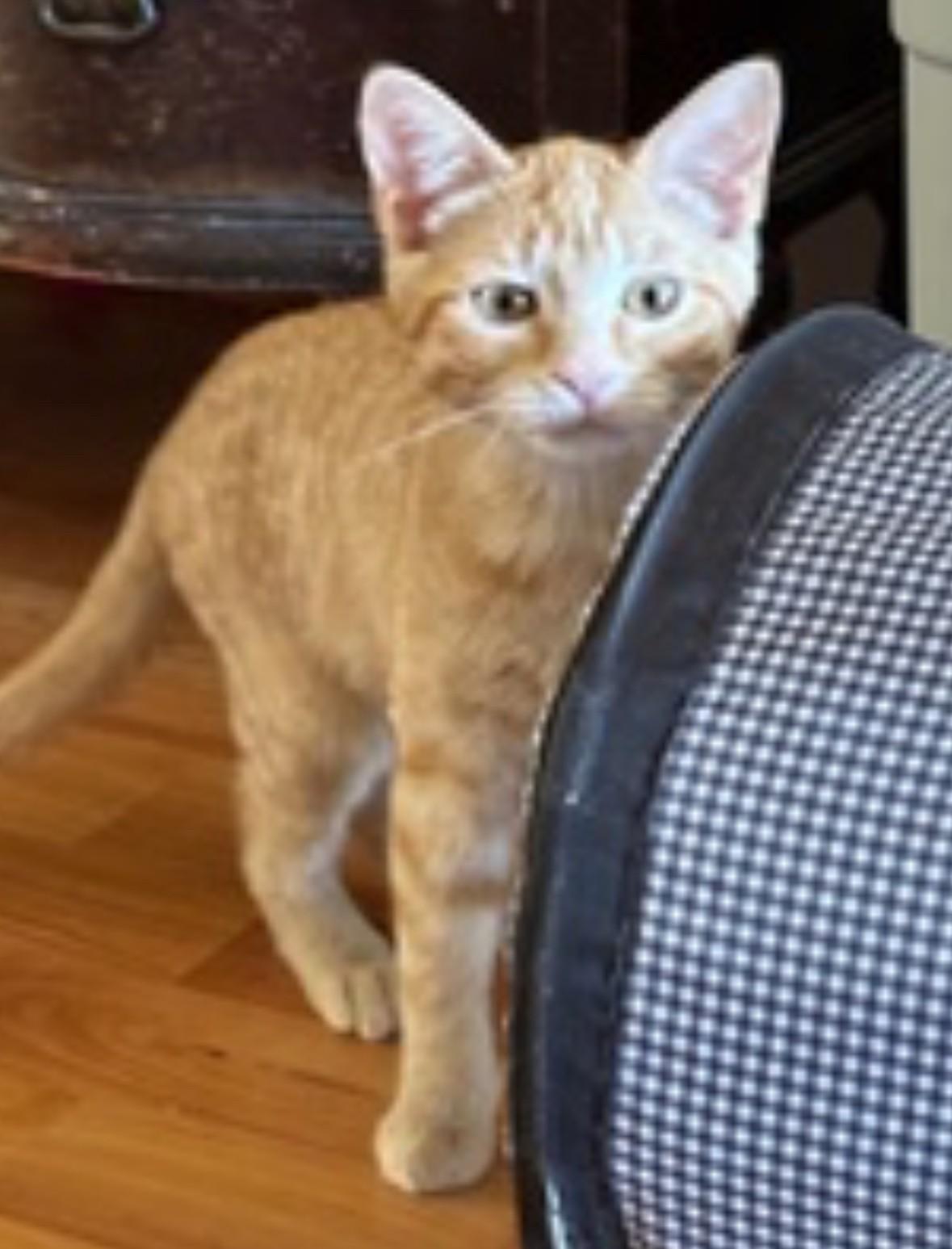 Poppy Sue, a Adoptable Domestic Short Hair in Silverton, OR image 5/5