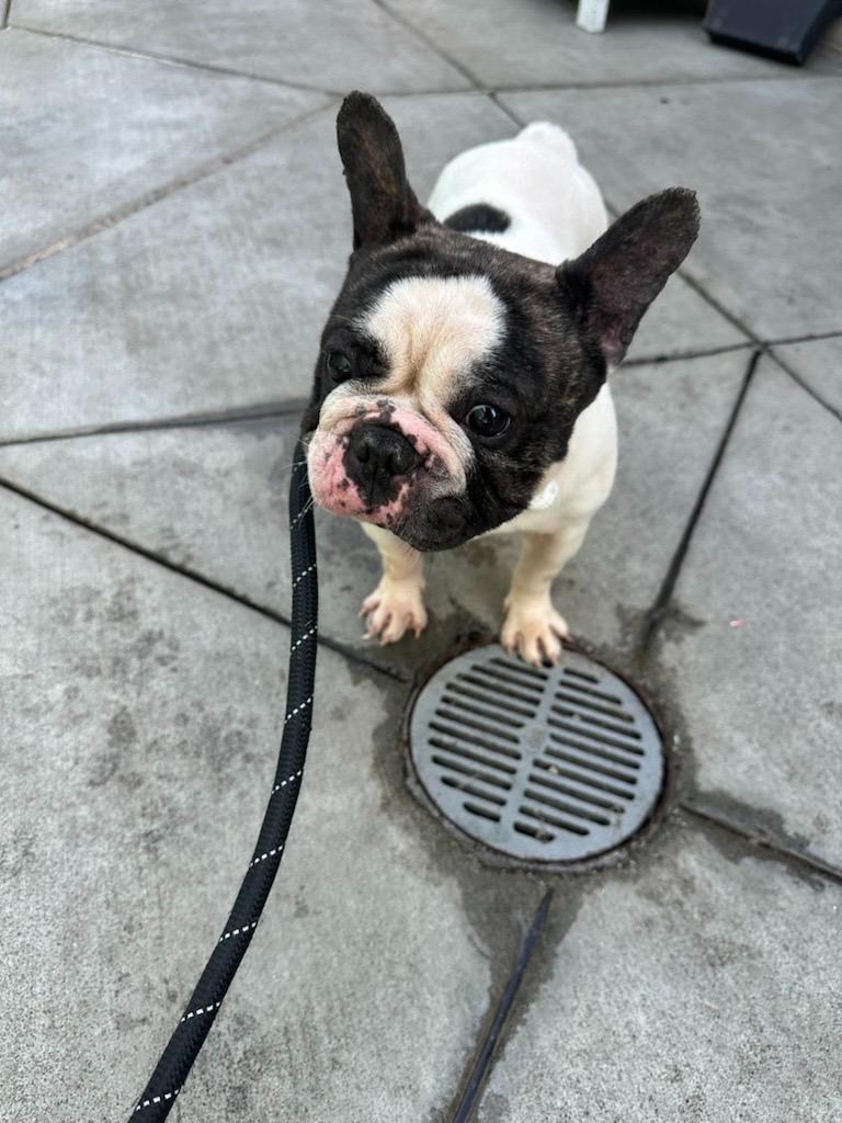 Enlarge Cookie, an adopted mixed breed in modesto, CA image 1/2