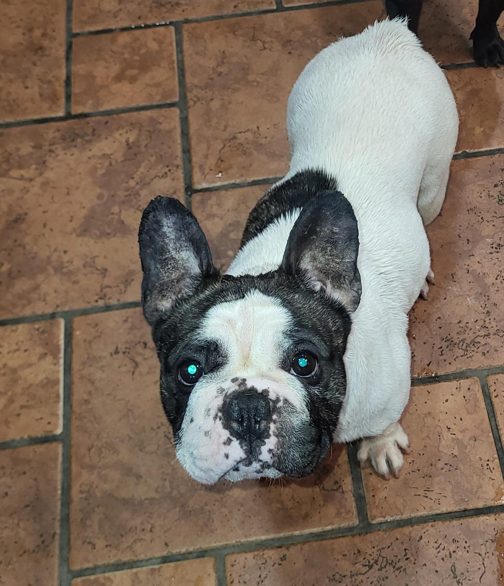 Enlarge Cookie, an adopted mixed breed in modesto, CA image 2/2