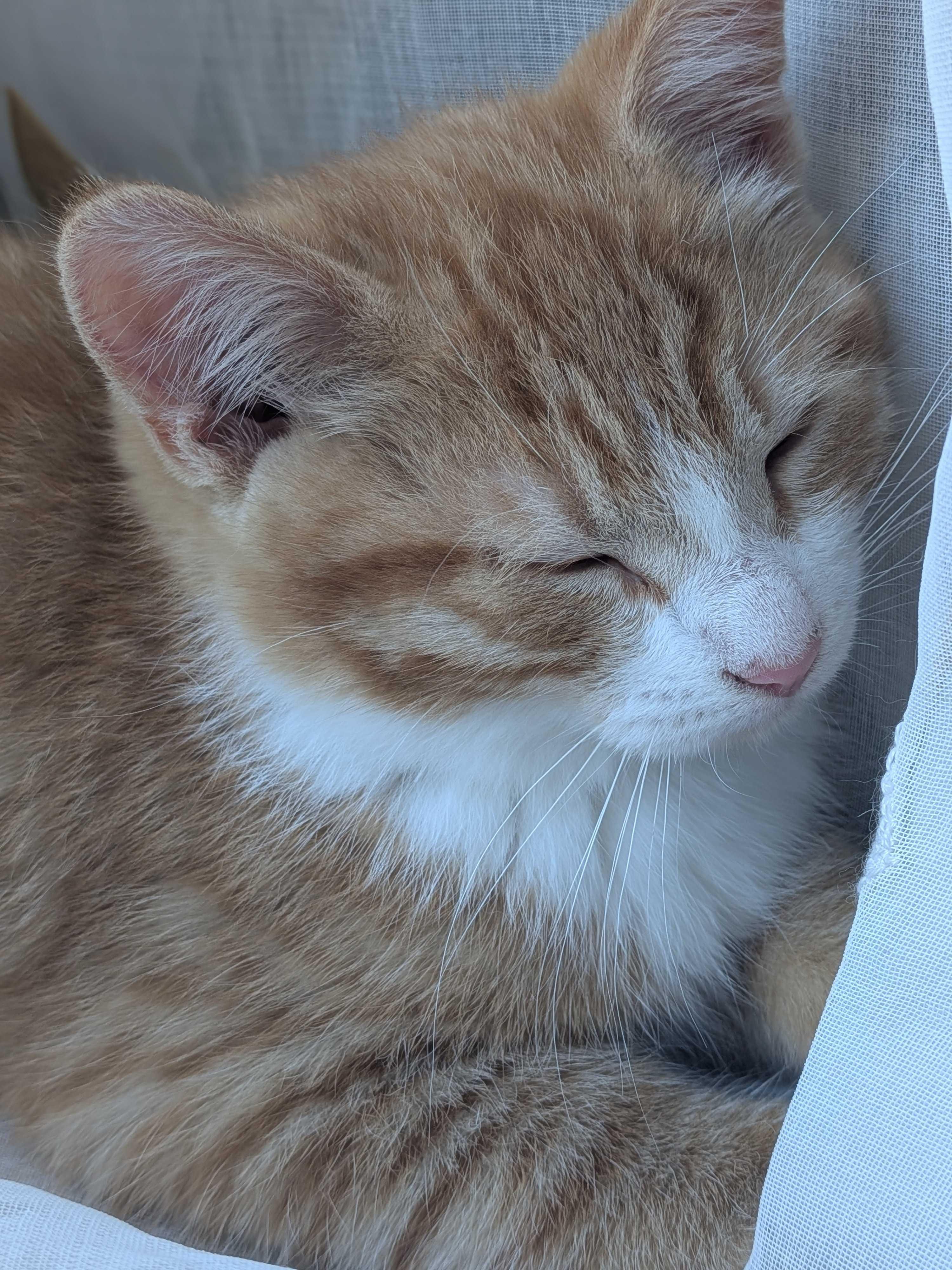 Wasabi, a Adoptable Domestic Short Hair in Wakefield, QC image 3/6