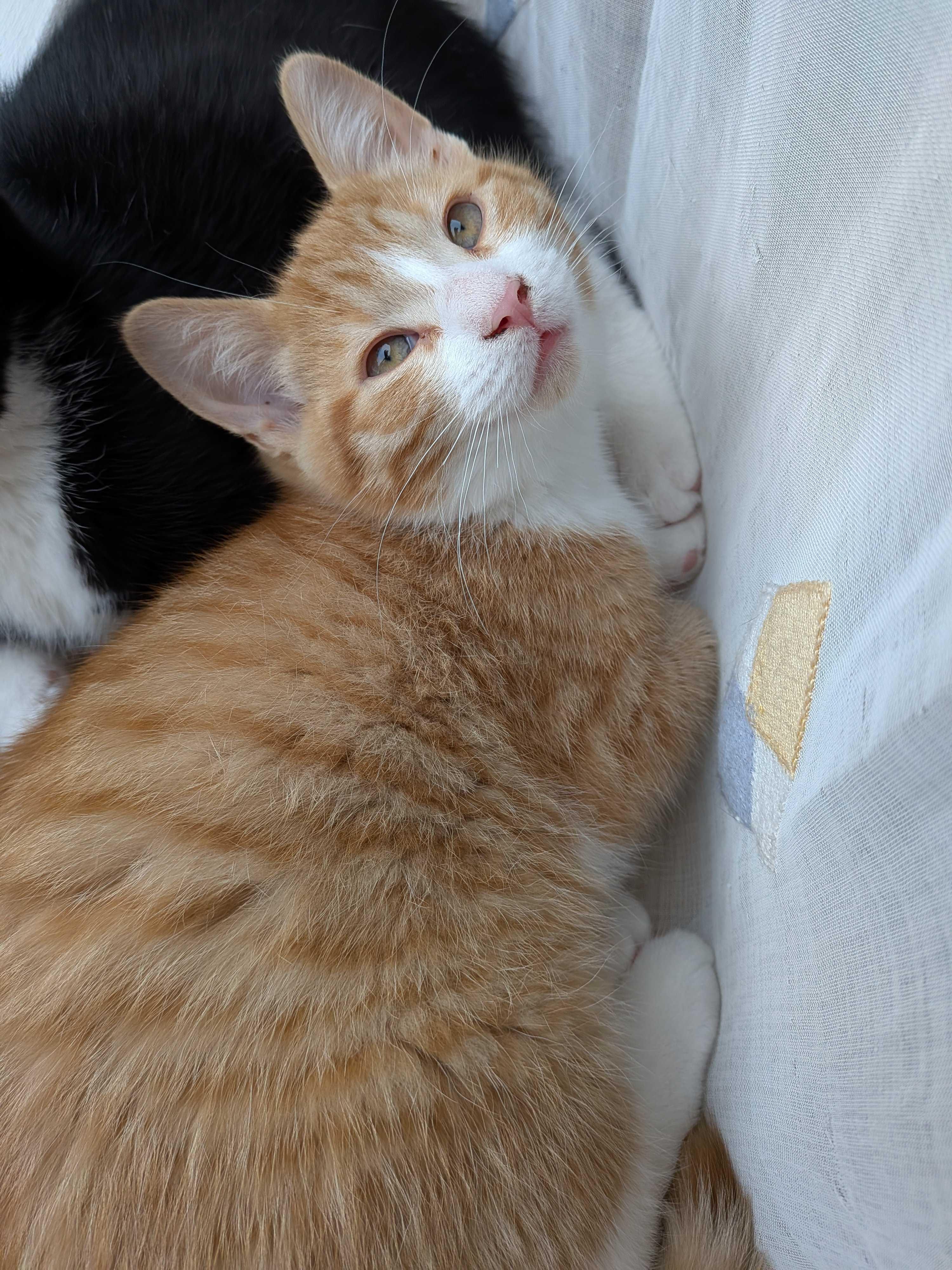 Wasabi, a Adoptable Domestic Short Hair in Wakefield, QC image 6/6