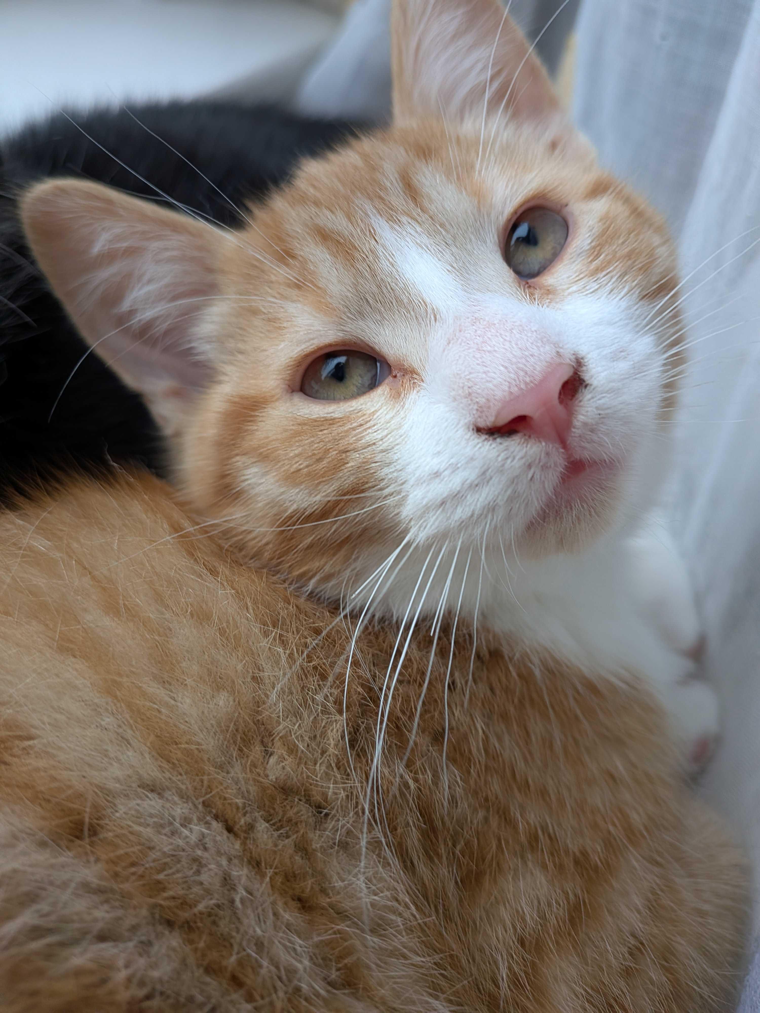 Wasabi, a Adoptable Domestic Short Hair in Wakefield, QC image 5/6