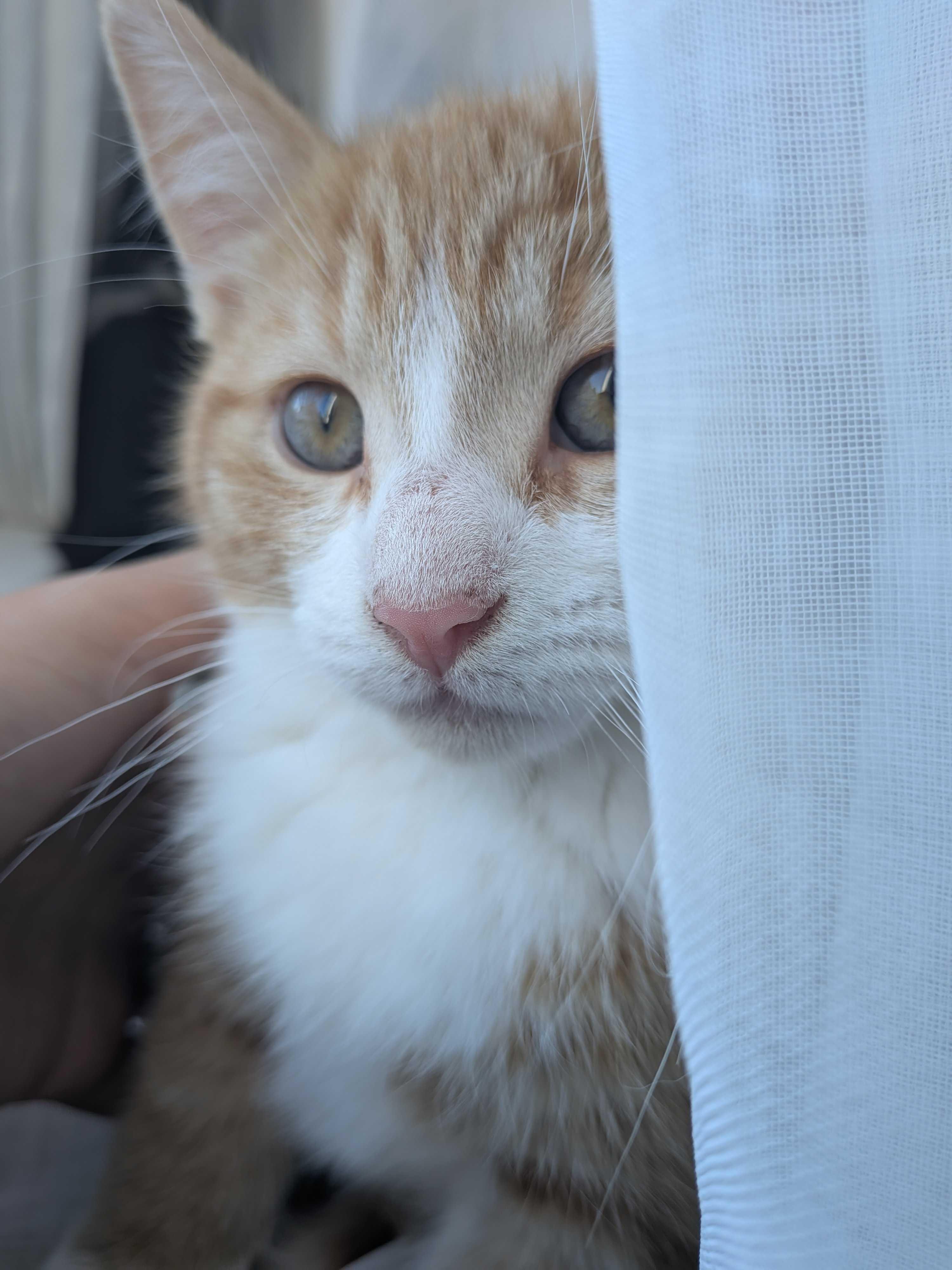 Wasabi, a Adoptable Domestic Short Hair in Wakefield, QC image 2/6