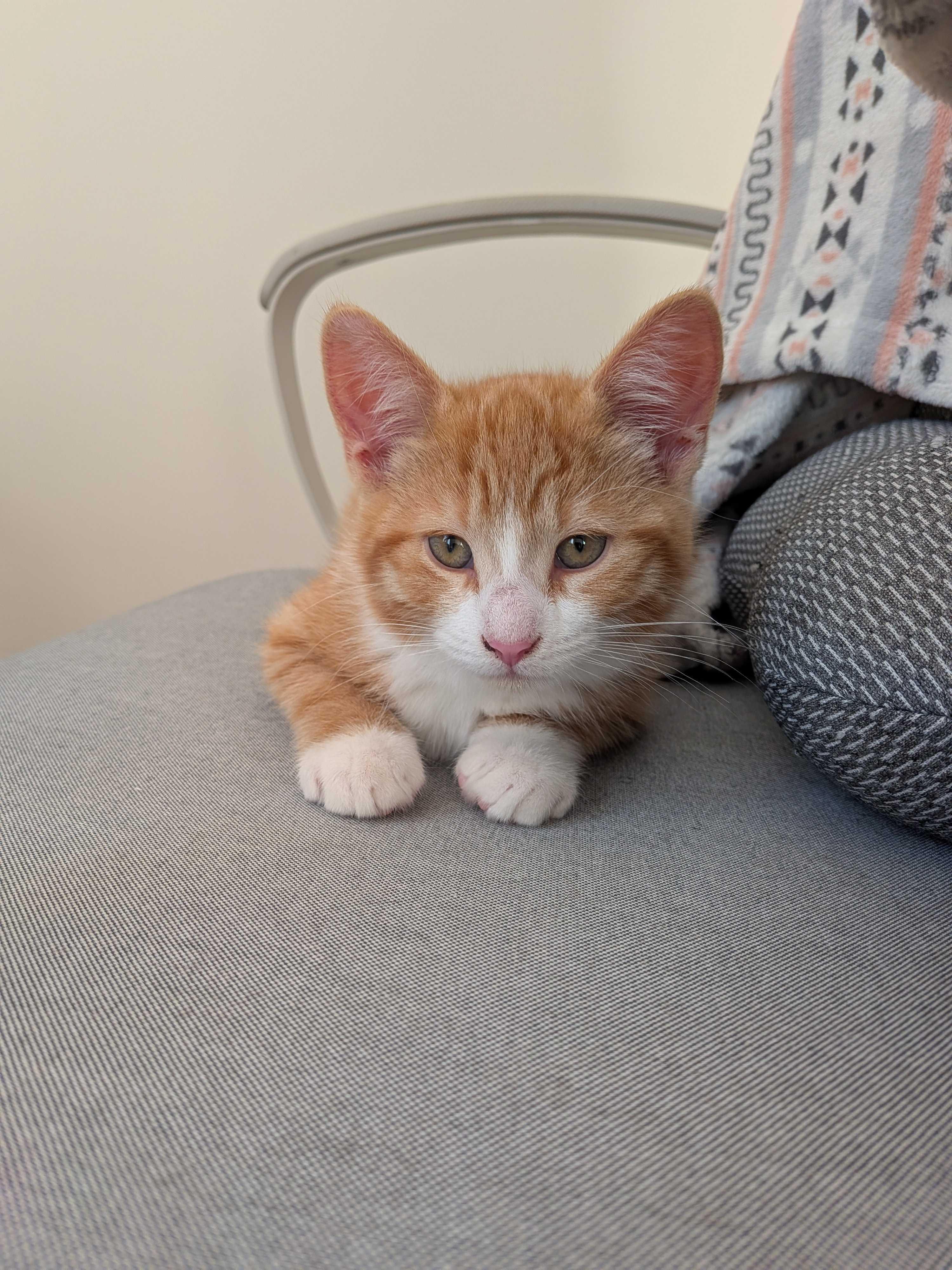 Wasabi, a Adoptable Domestic Short Hair in Wakefield, QC image 4/6