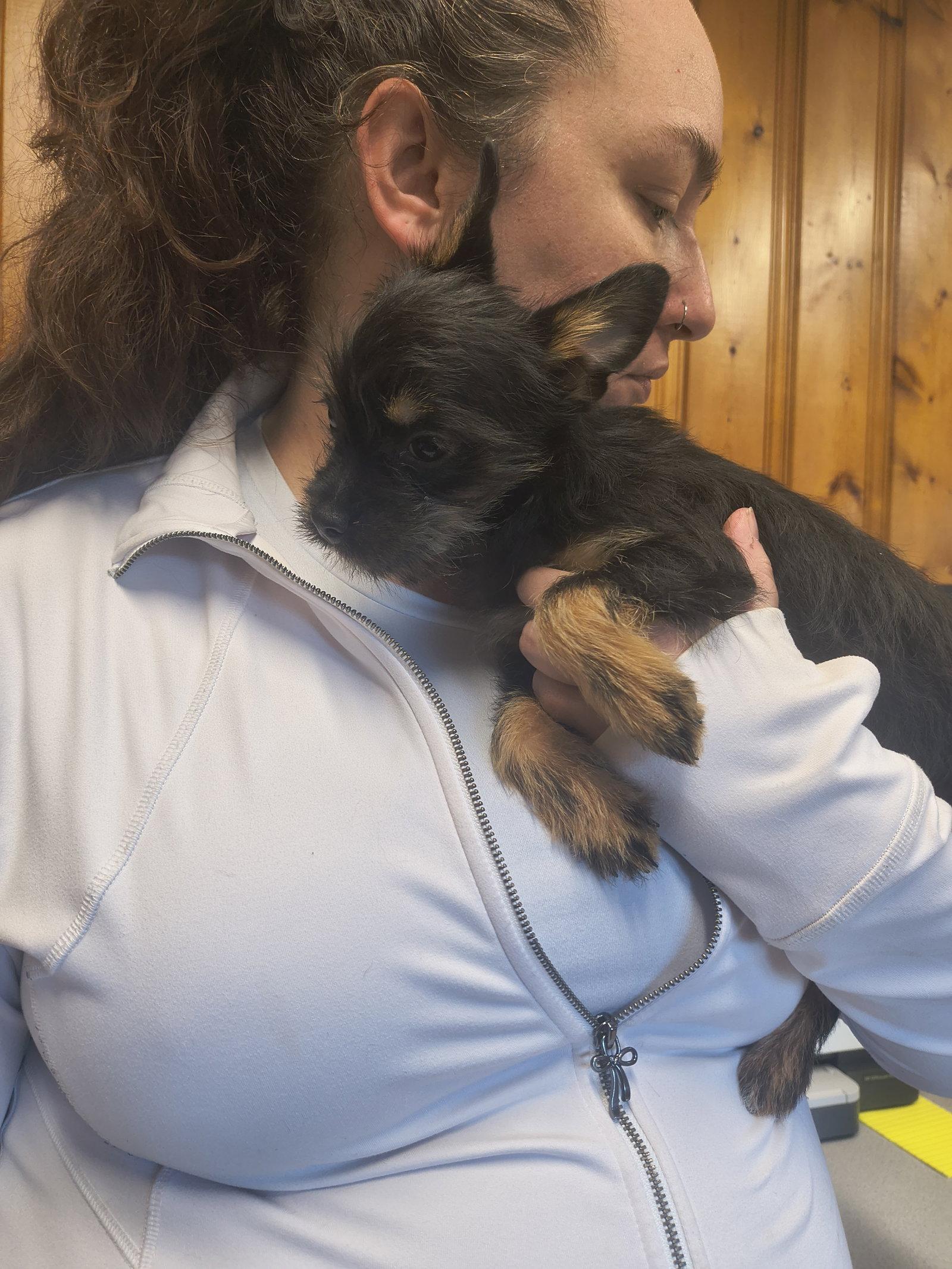 Josie, Adopted, Puppy Female Wire Fox Terrier & Chihuahua.