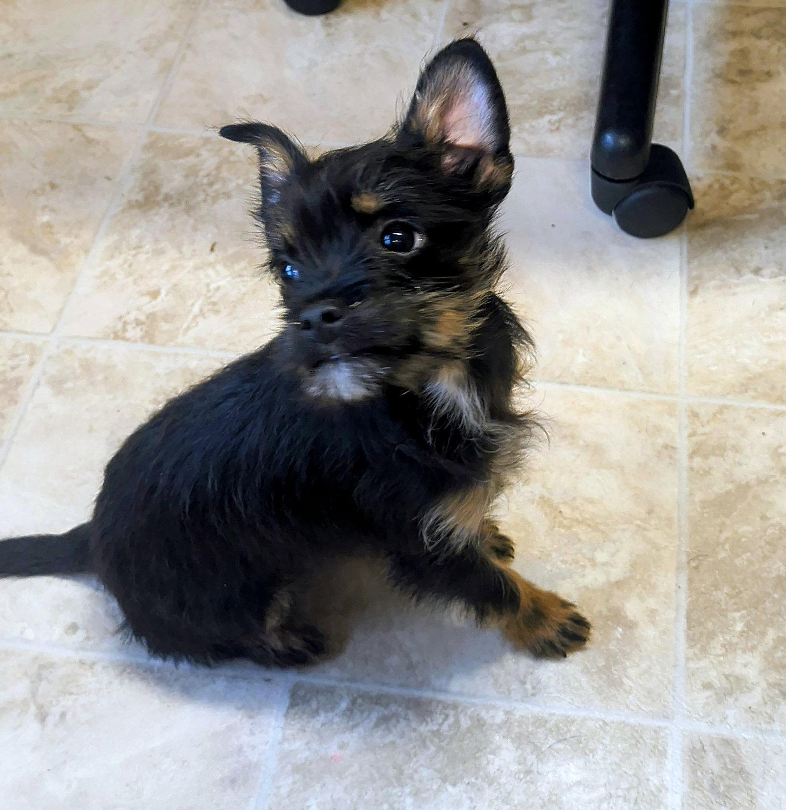 Enlarge Josie, a Adopted mixed breed in Raleigh, NC image 2/3