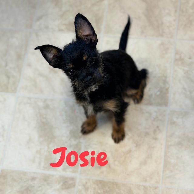 Enlarge Josie, a Adopted mixed breed in Raleigh, NC image 3/3