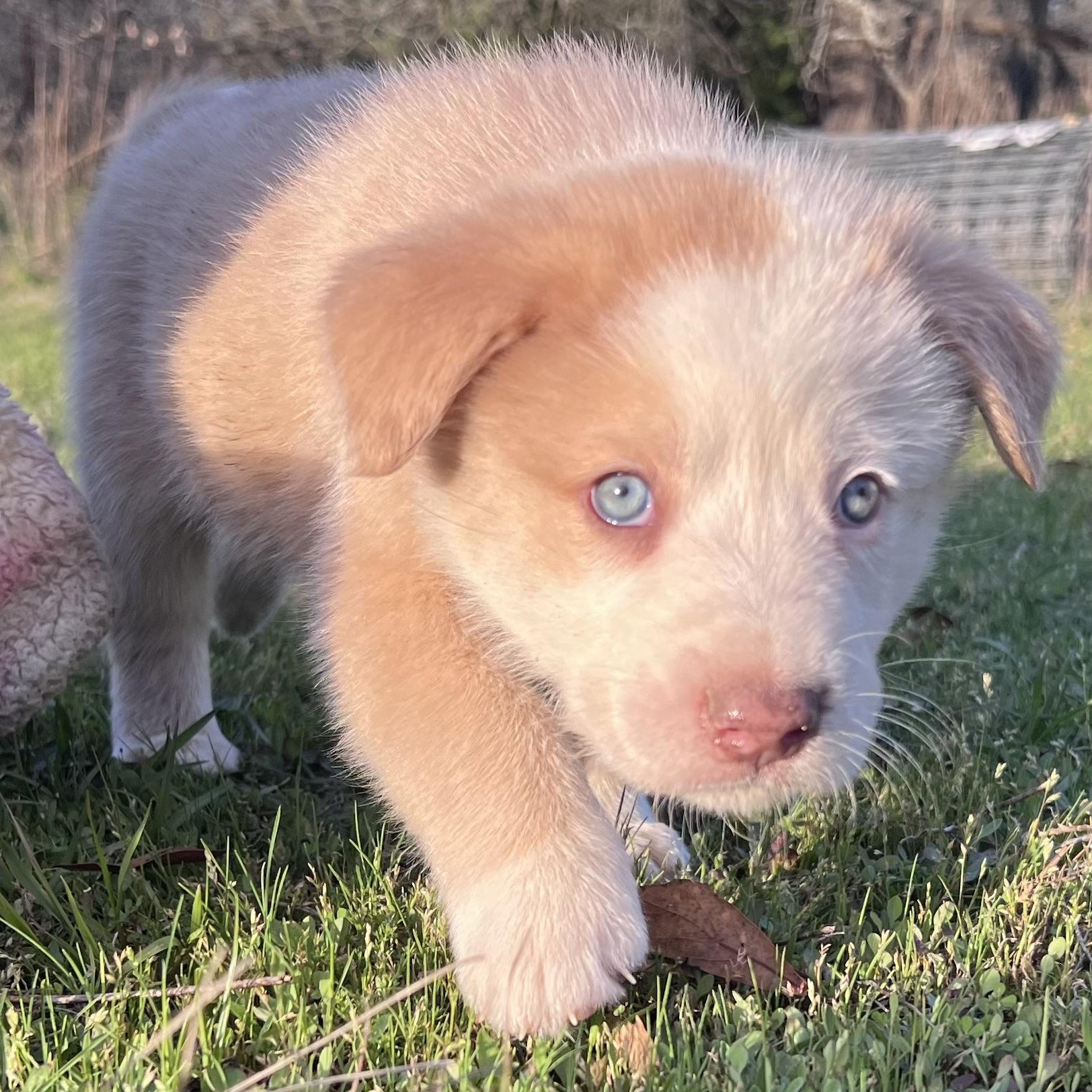 Enlarge Latte , an adopted mixed breed in Moorestown, NJ image 5/6