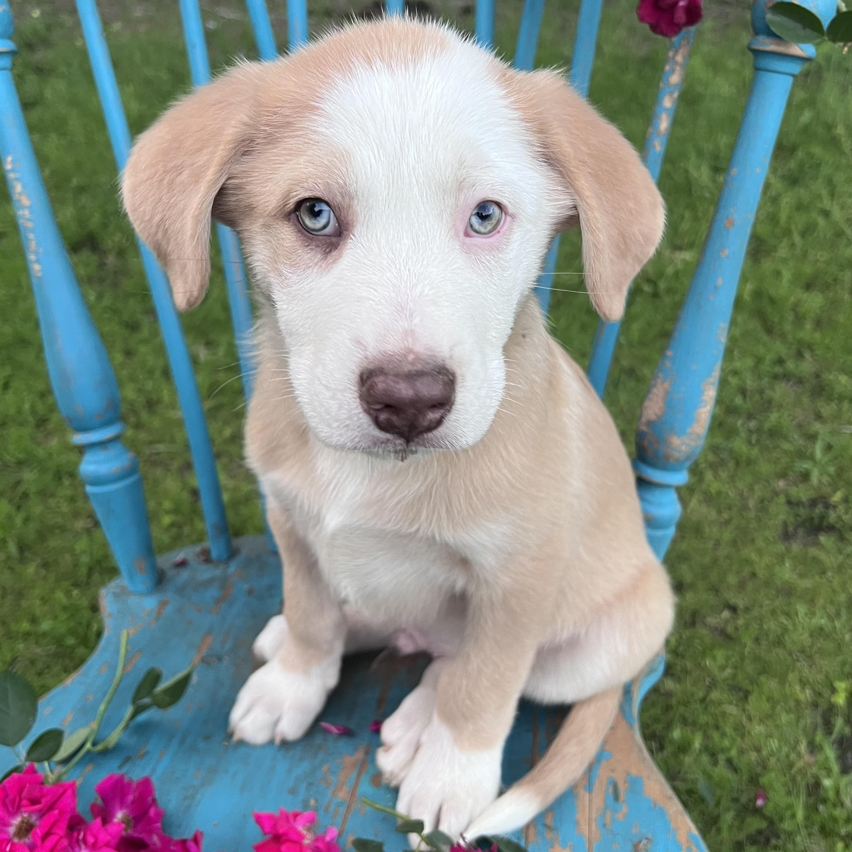 Enlarge Latte , an adopted mixed breed in Moorestown, NJ image 1/6